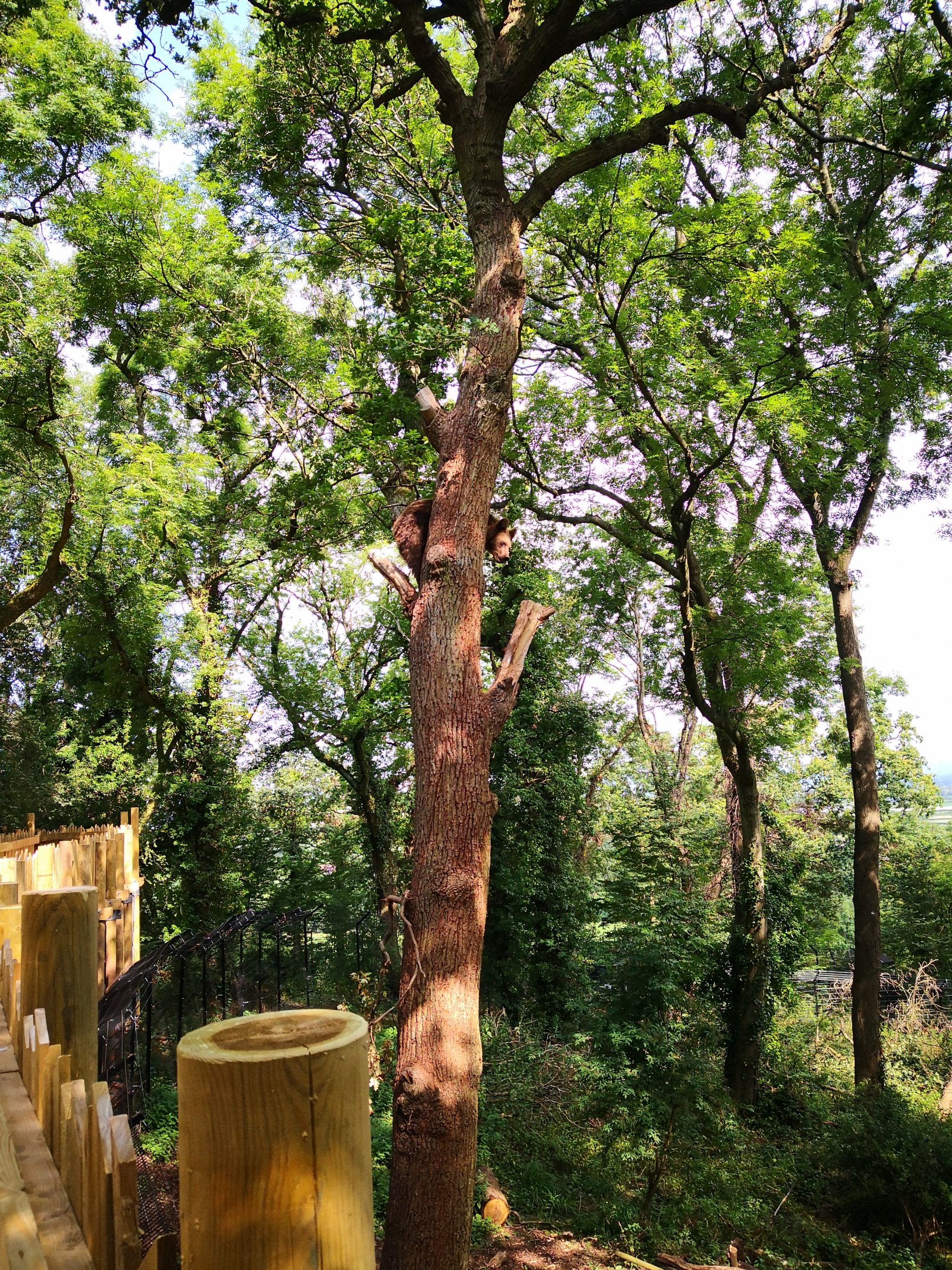 Bear Wood female bear in tree