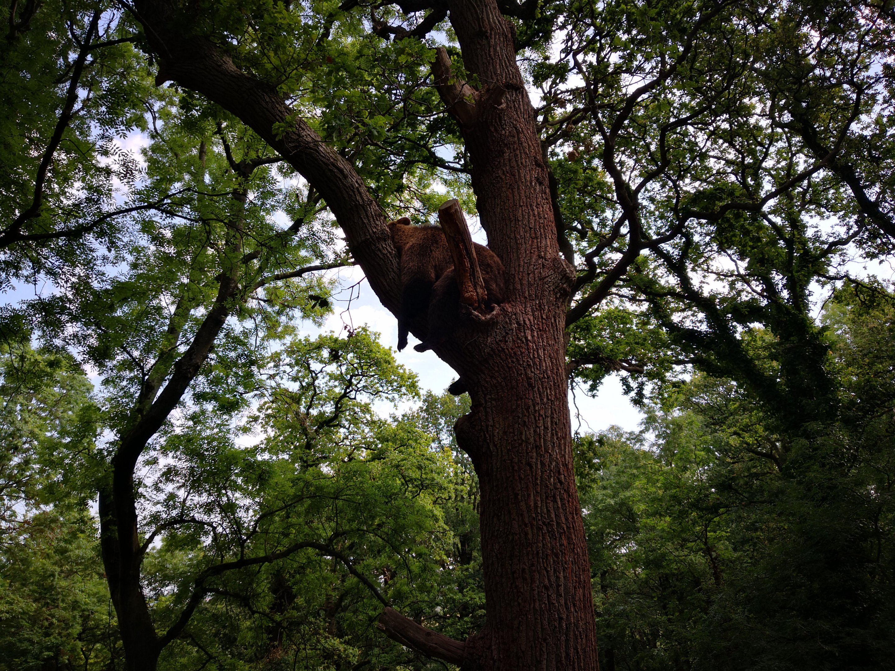 Bear Wood Female bear in tree