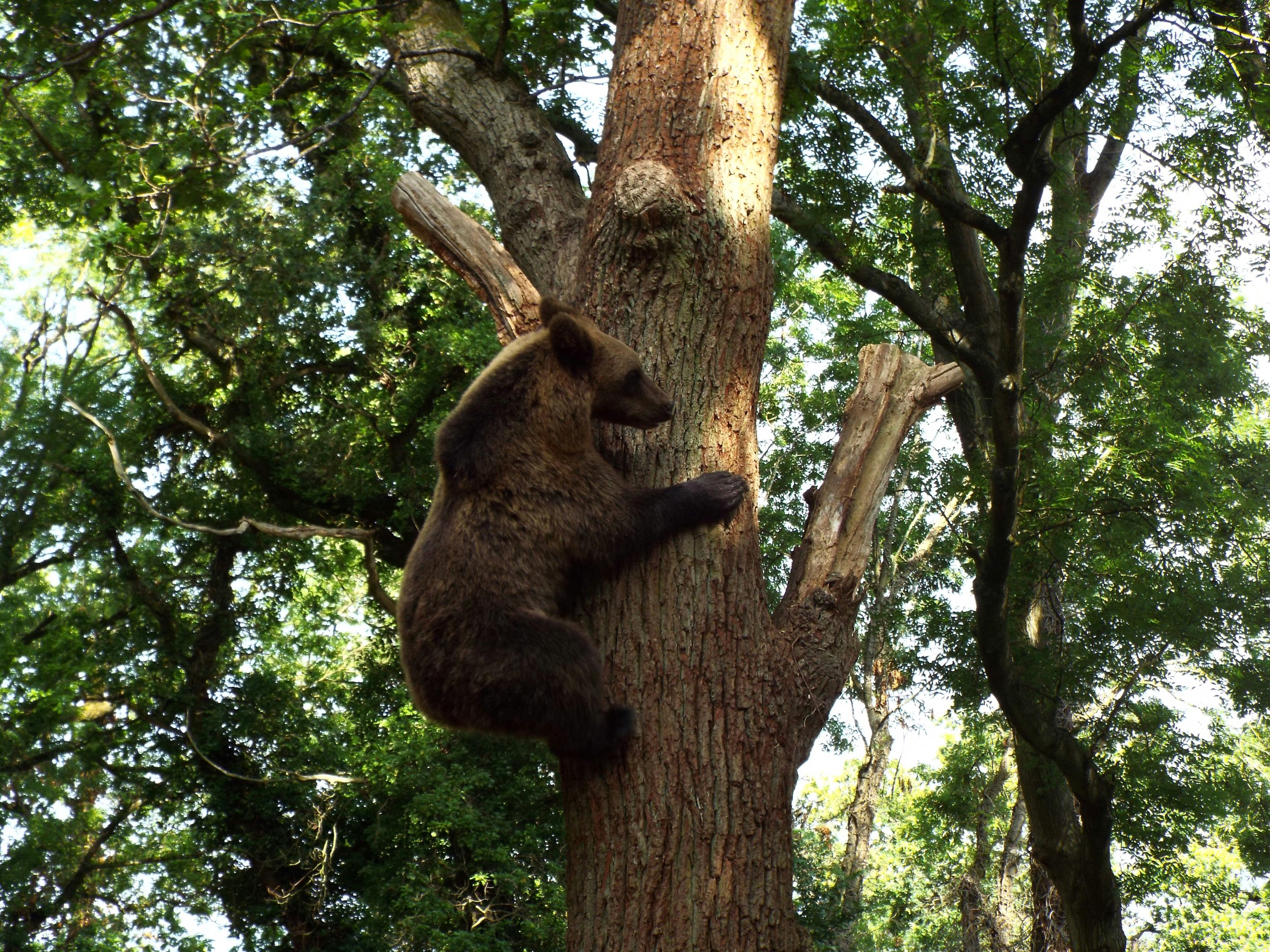 Bear Wood female bear