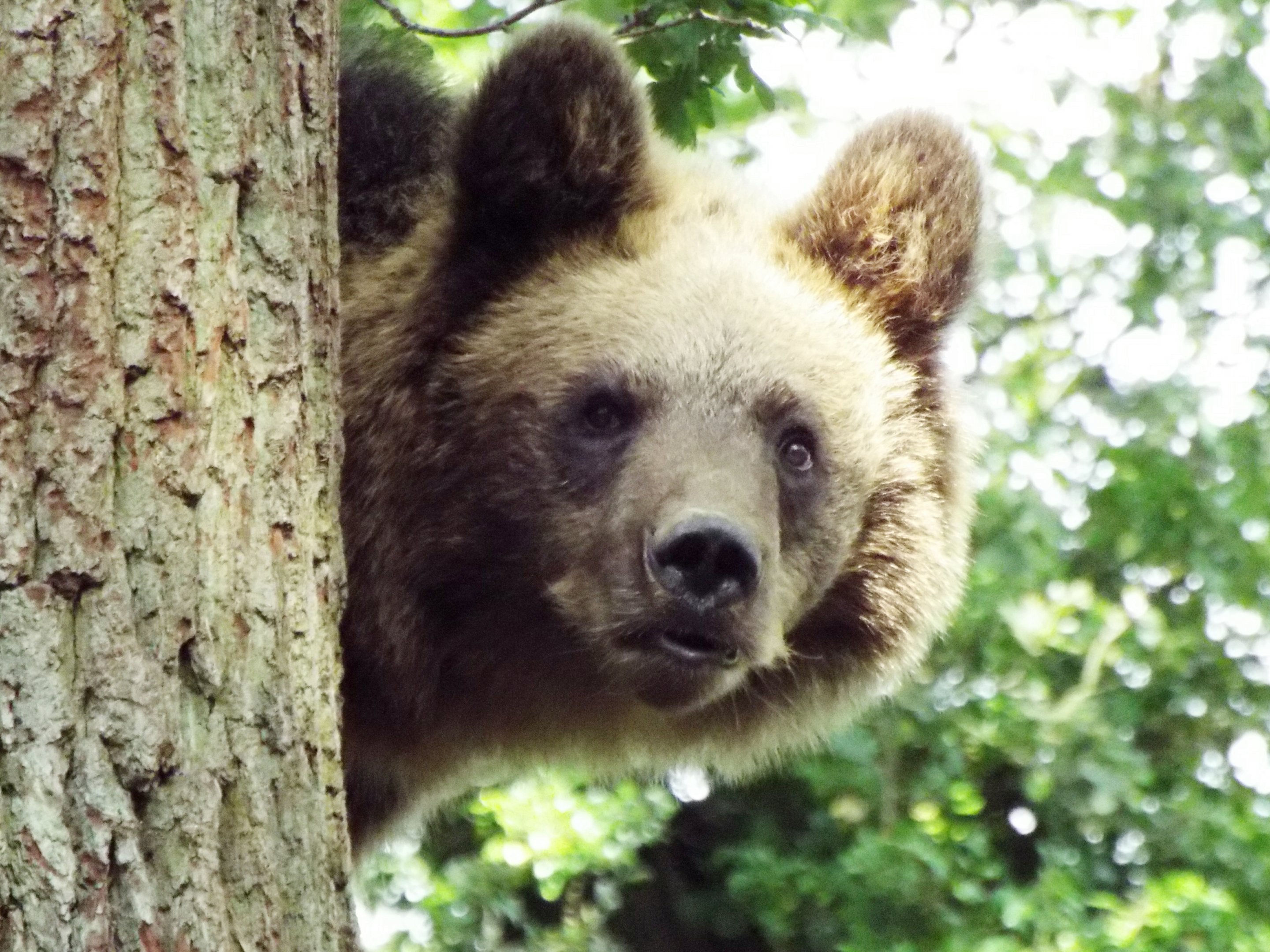 Bear Wood female bear