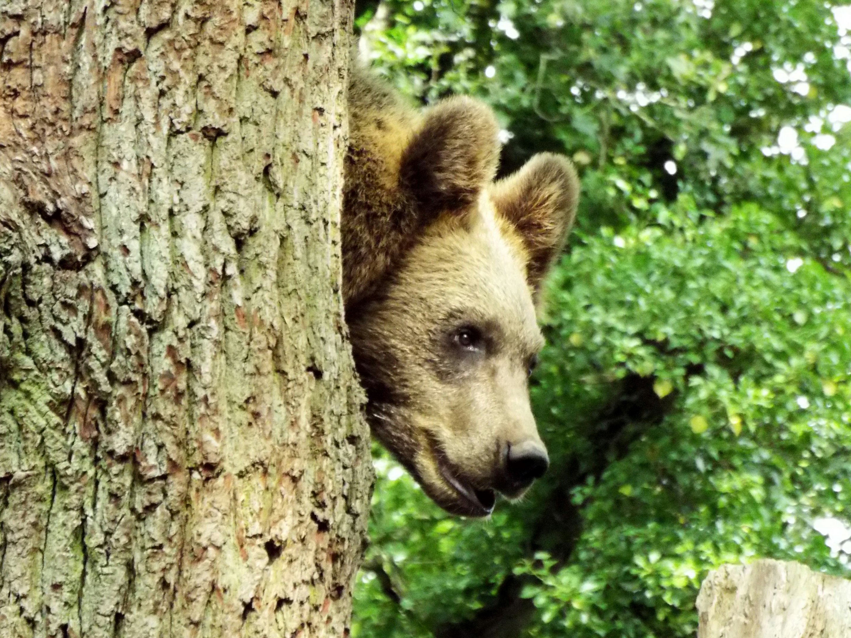 Bear Wood female bear