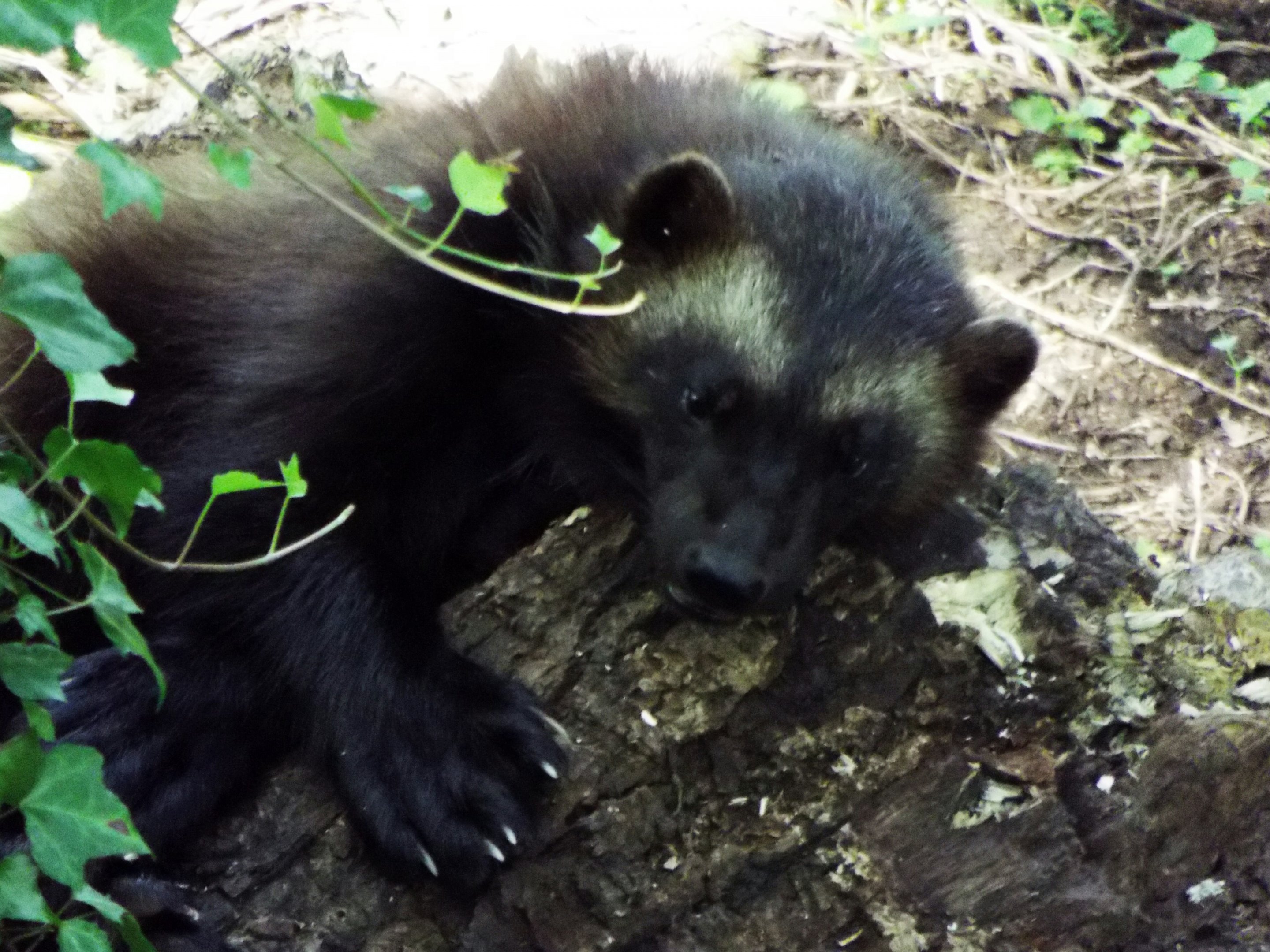 Bear Wood Female Wolverine