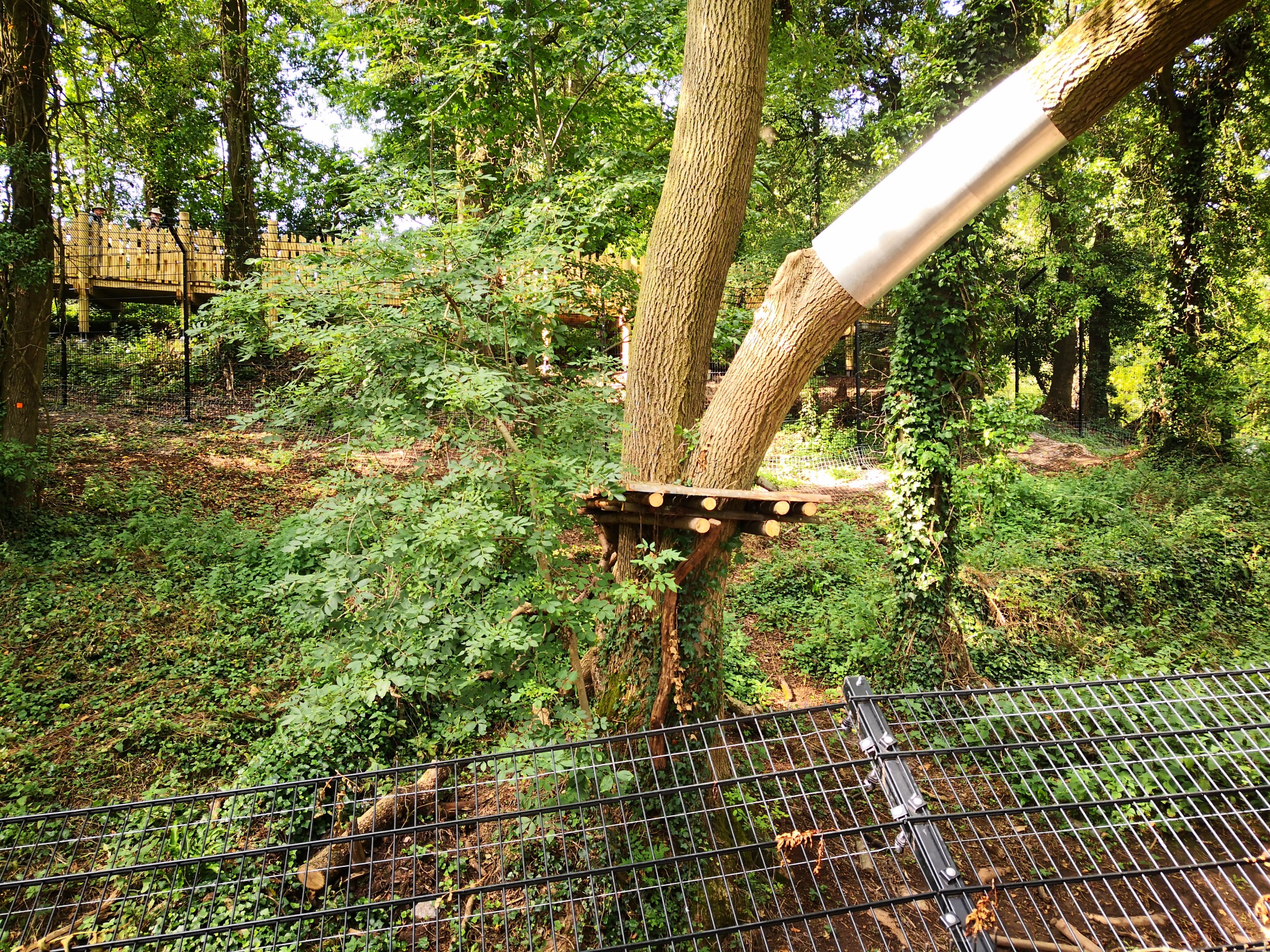 Bear Wood lynx exhibit