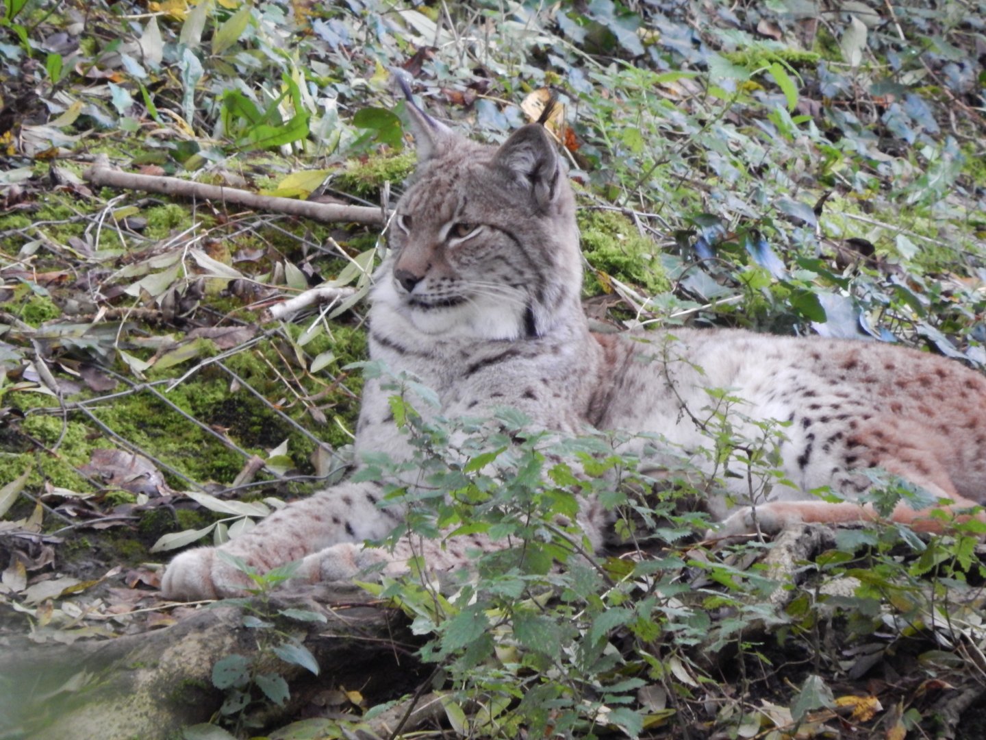 Bear Wood - Northern lynx 051123