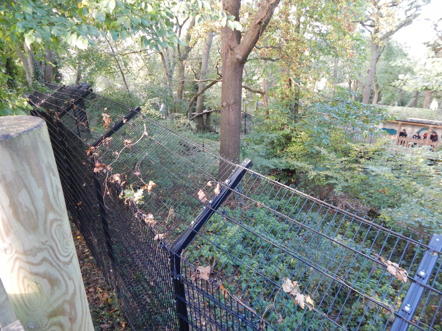 Bear Wood - Northern lynx enclosure 051123