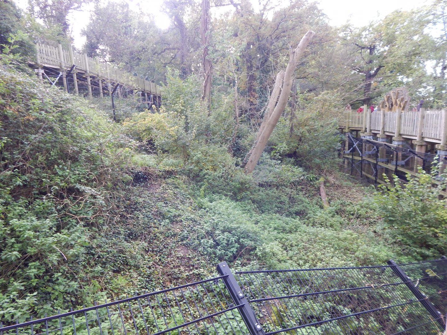 Bear Wood - Northern lynx enclosure 051123