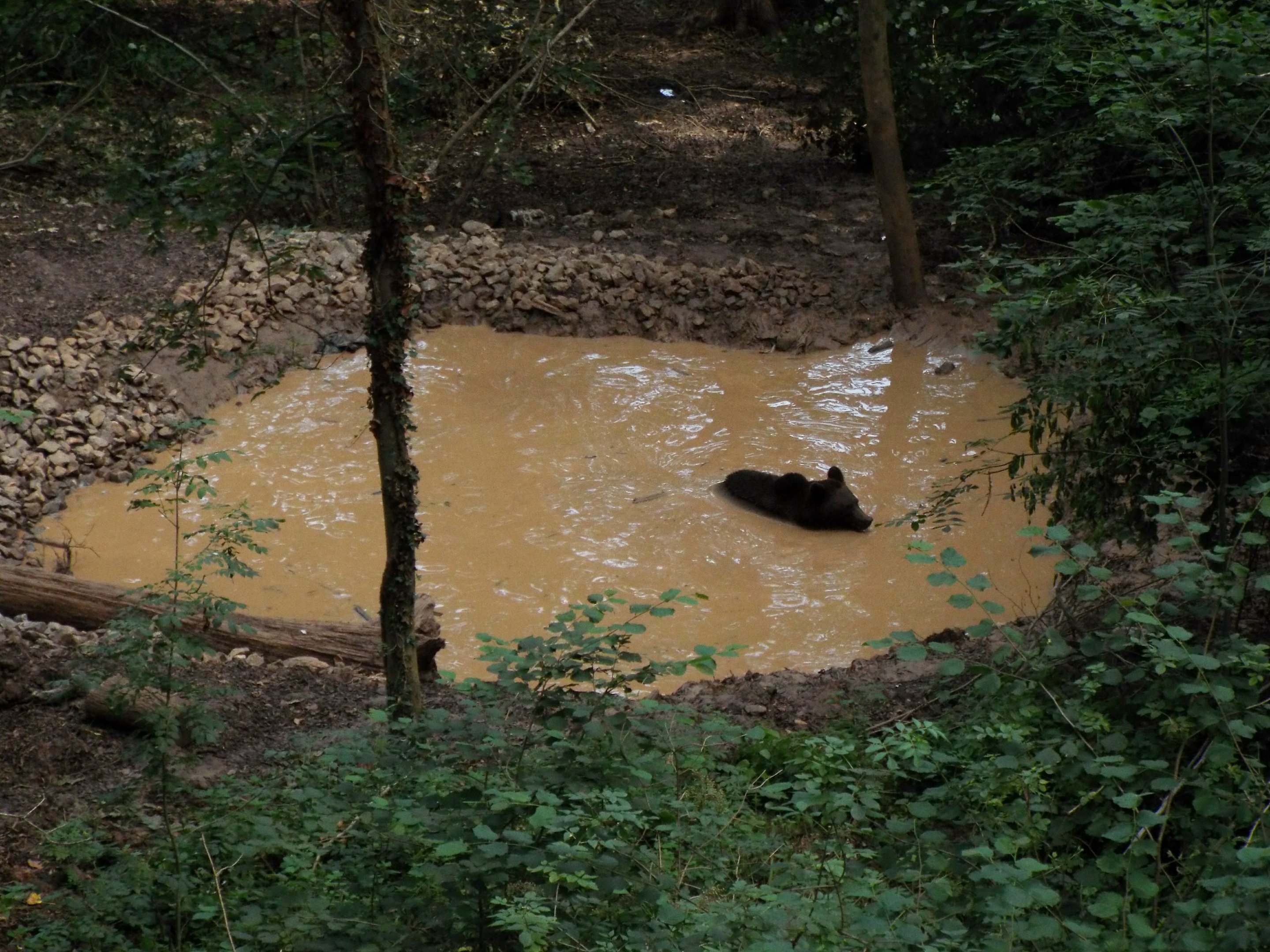 Bear Wood small pool