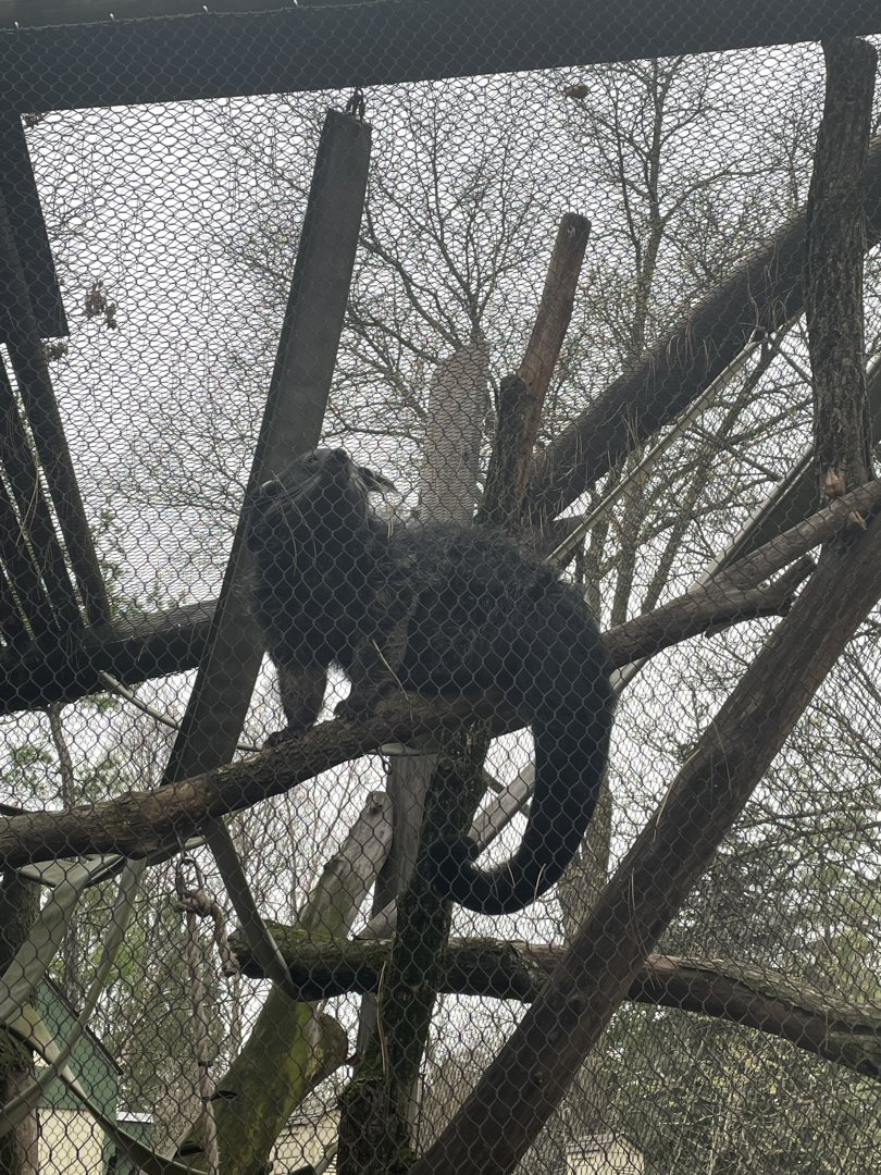 Bearcat (AKA Binturong)