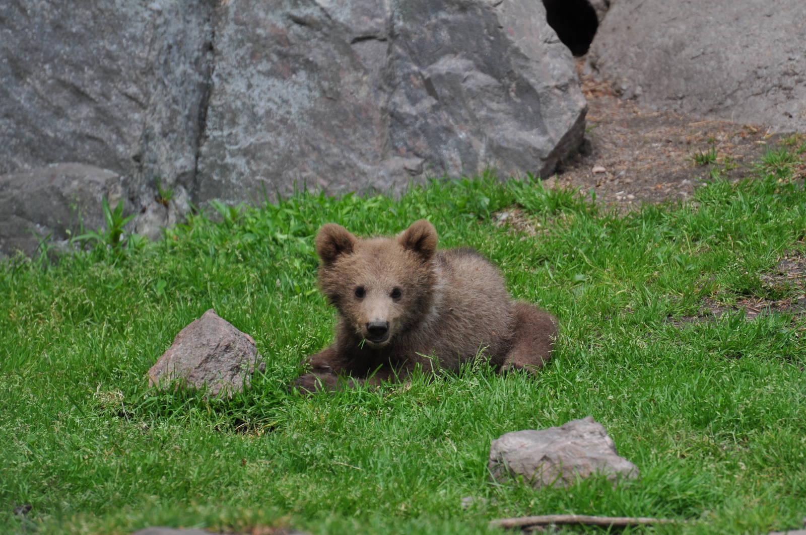 Bearcub