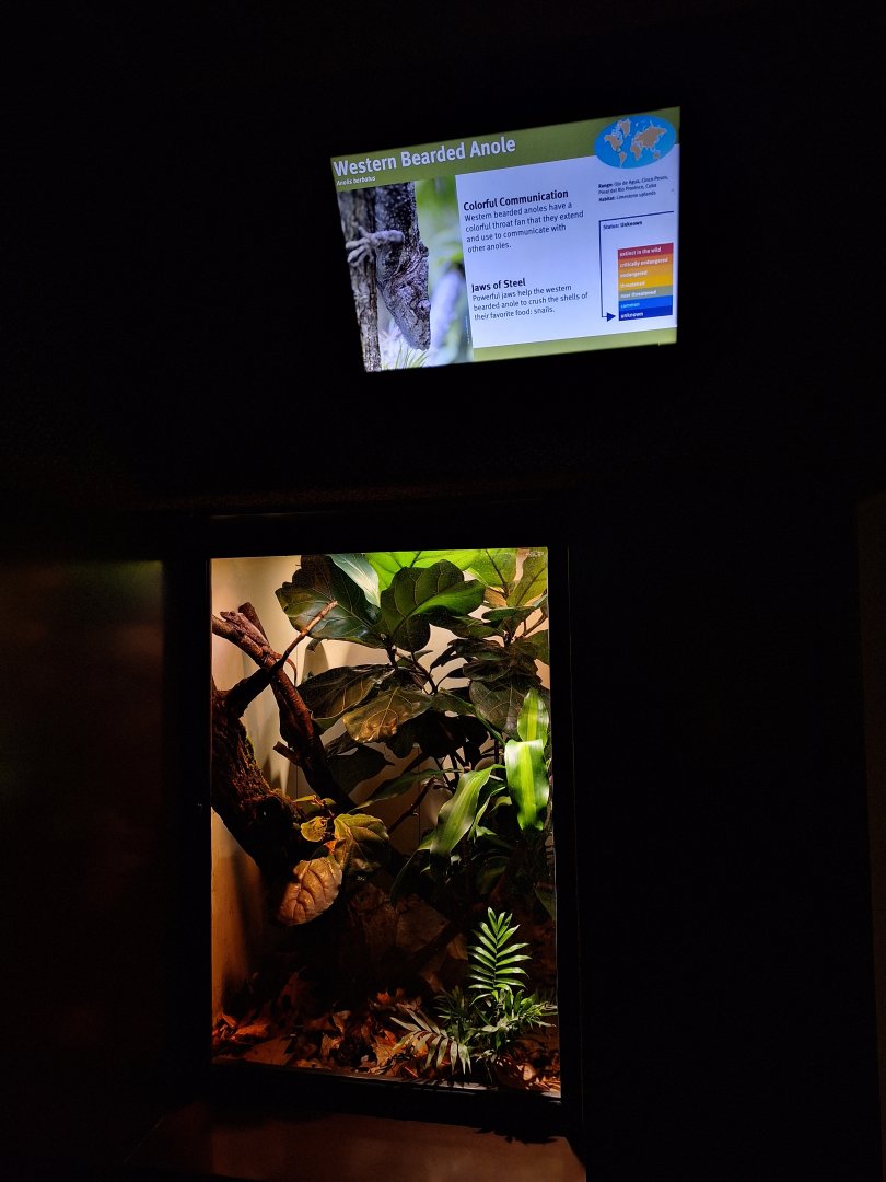Bearded anole enclosure