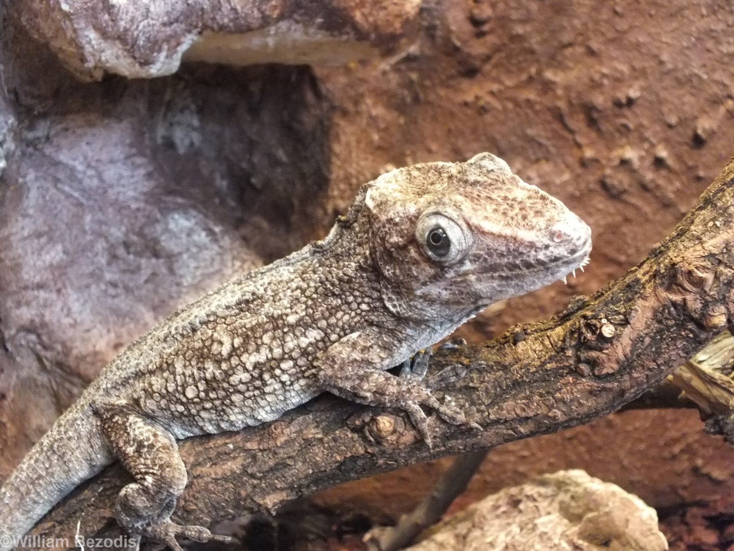 Bearded Anole - Wroclaw Zoo Terrarium