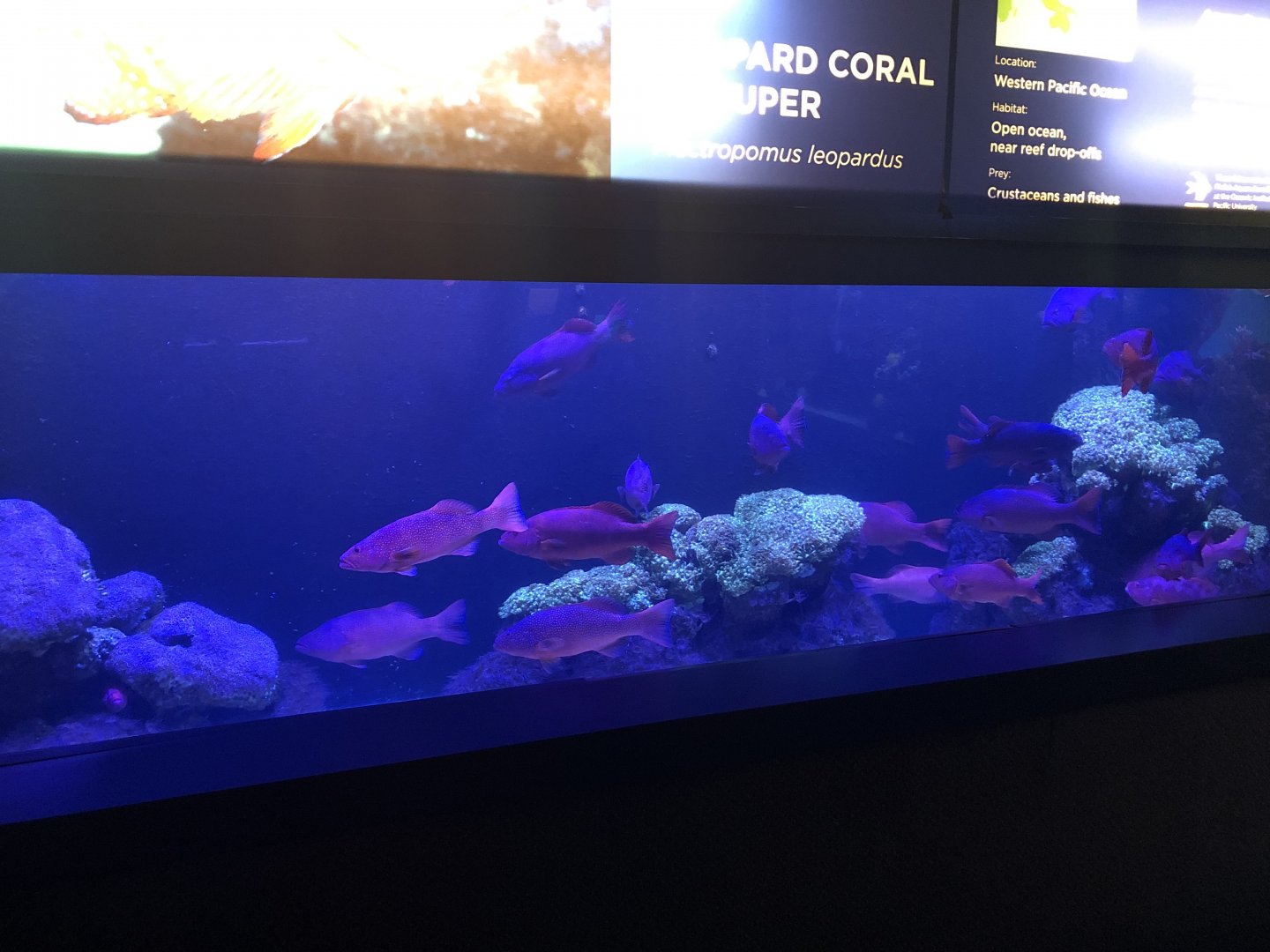 "Bearded Armorheads" Tank