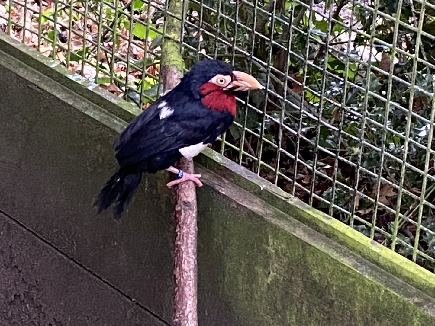 Bearded barbet 061121