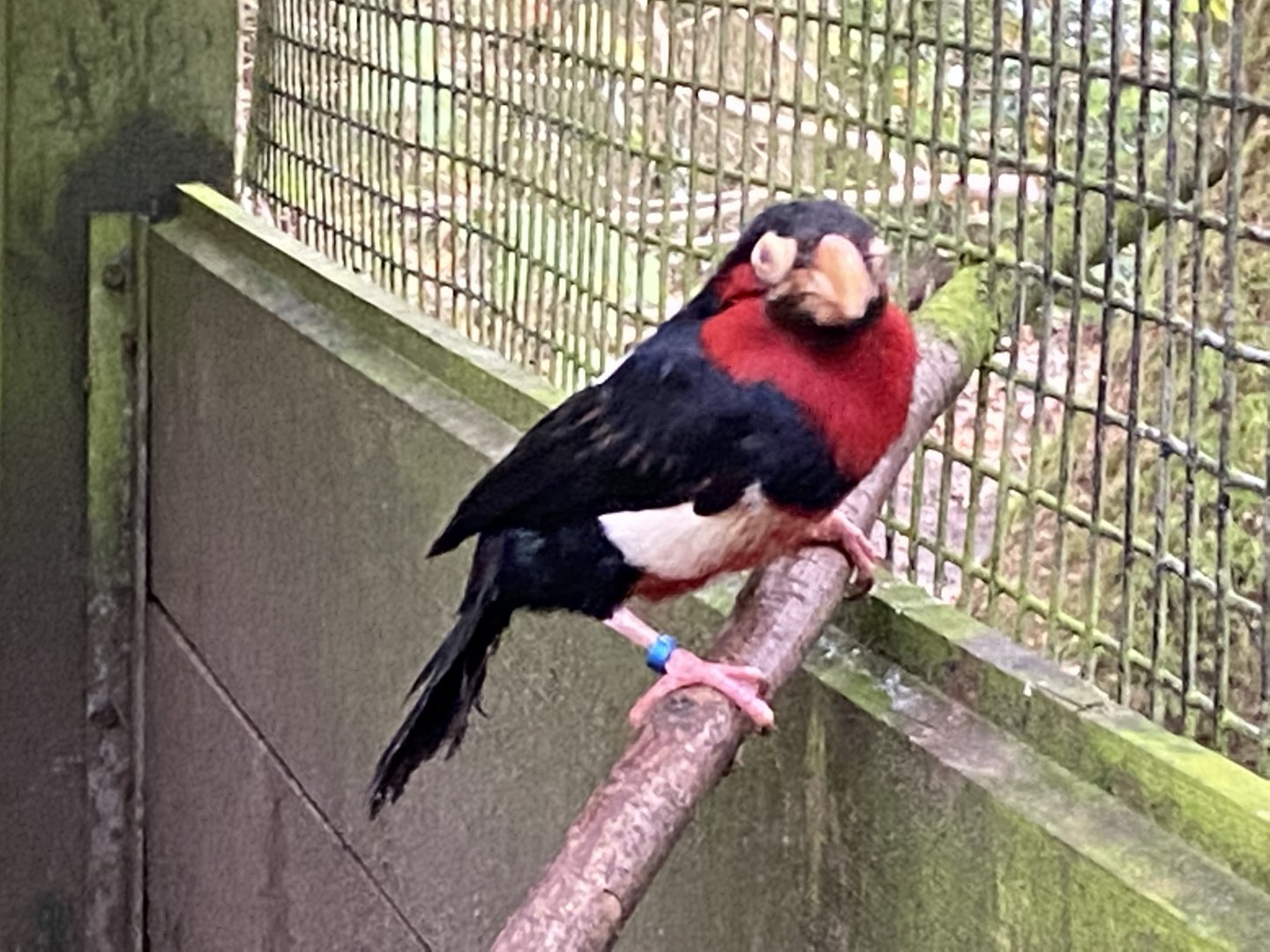 Bearded barbet 061121