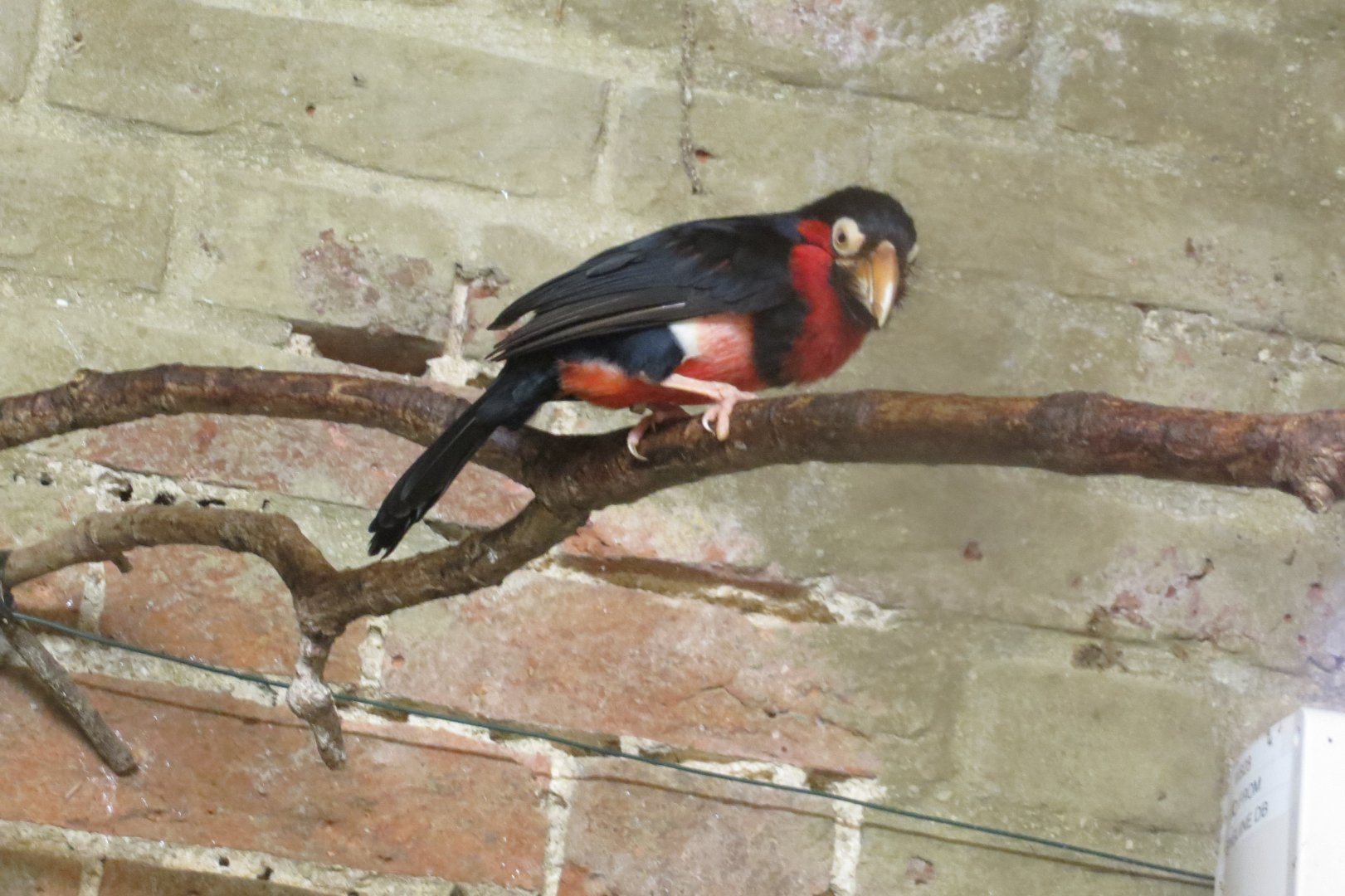 Bearded barbet 071019