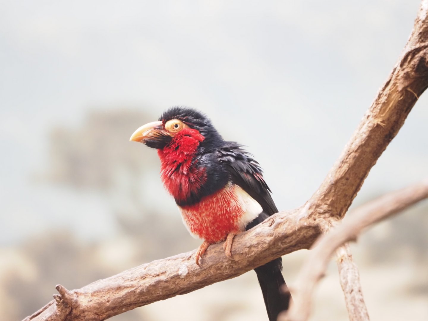 Bearded Barbet 1