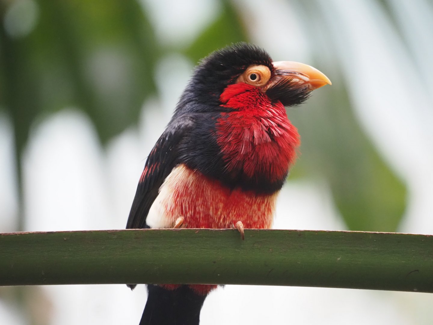 Bearded Barbet 2