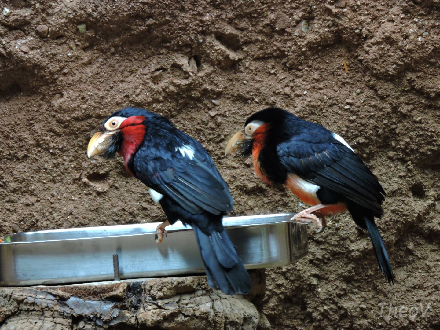 Bearded barbet [2015]
