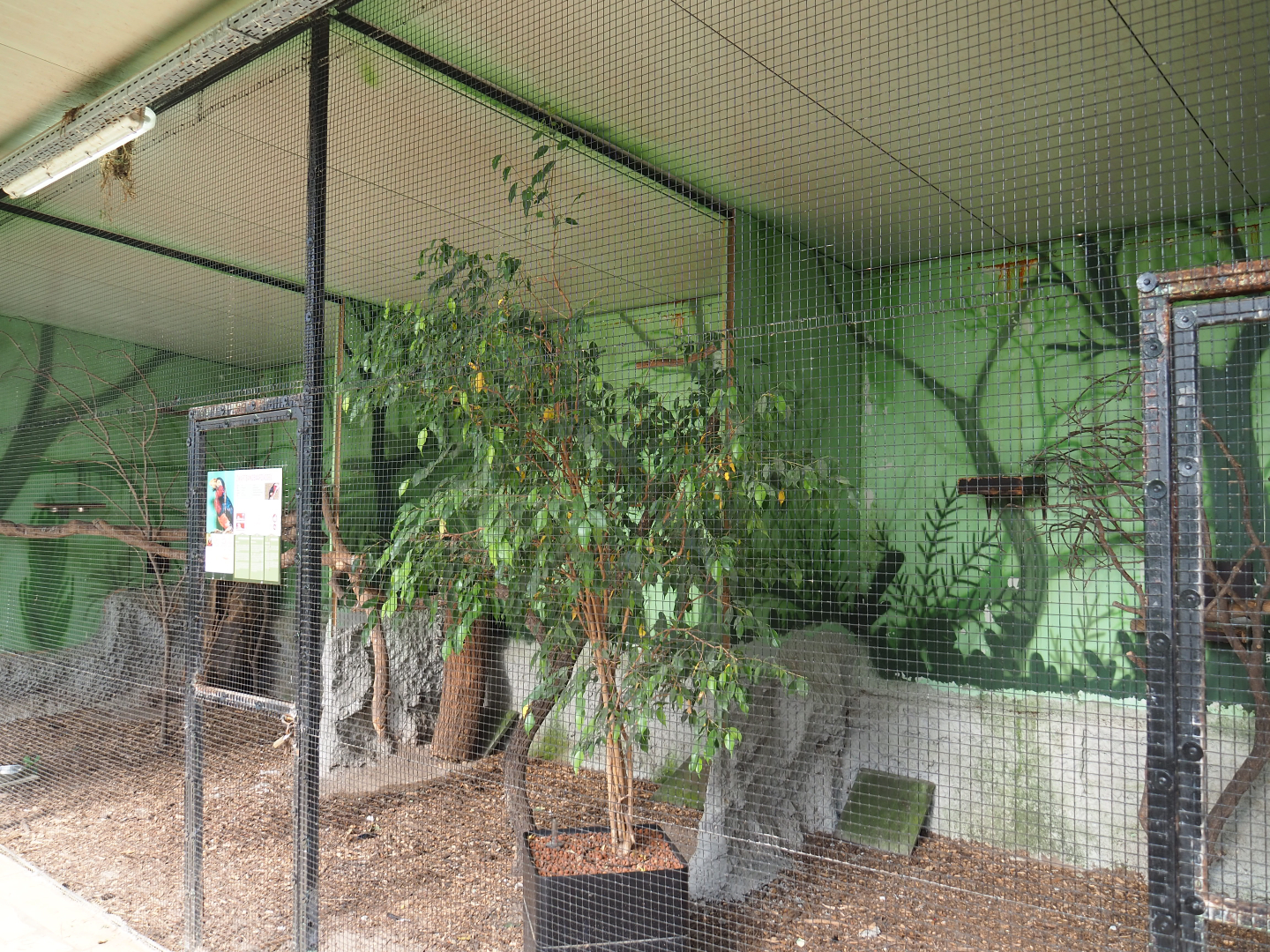 Bearded barbet and Livingstone's turaco aviary, 2020-06-20