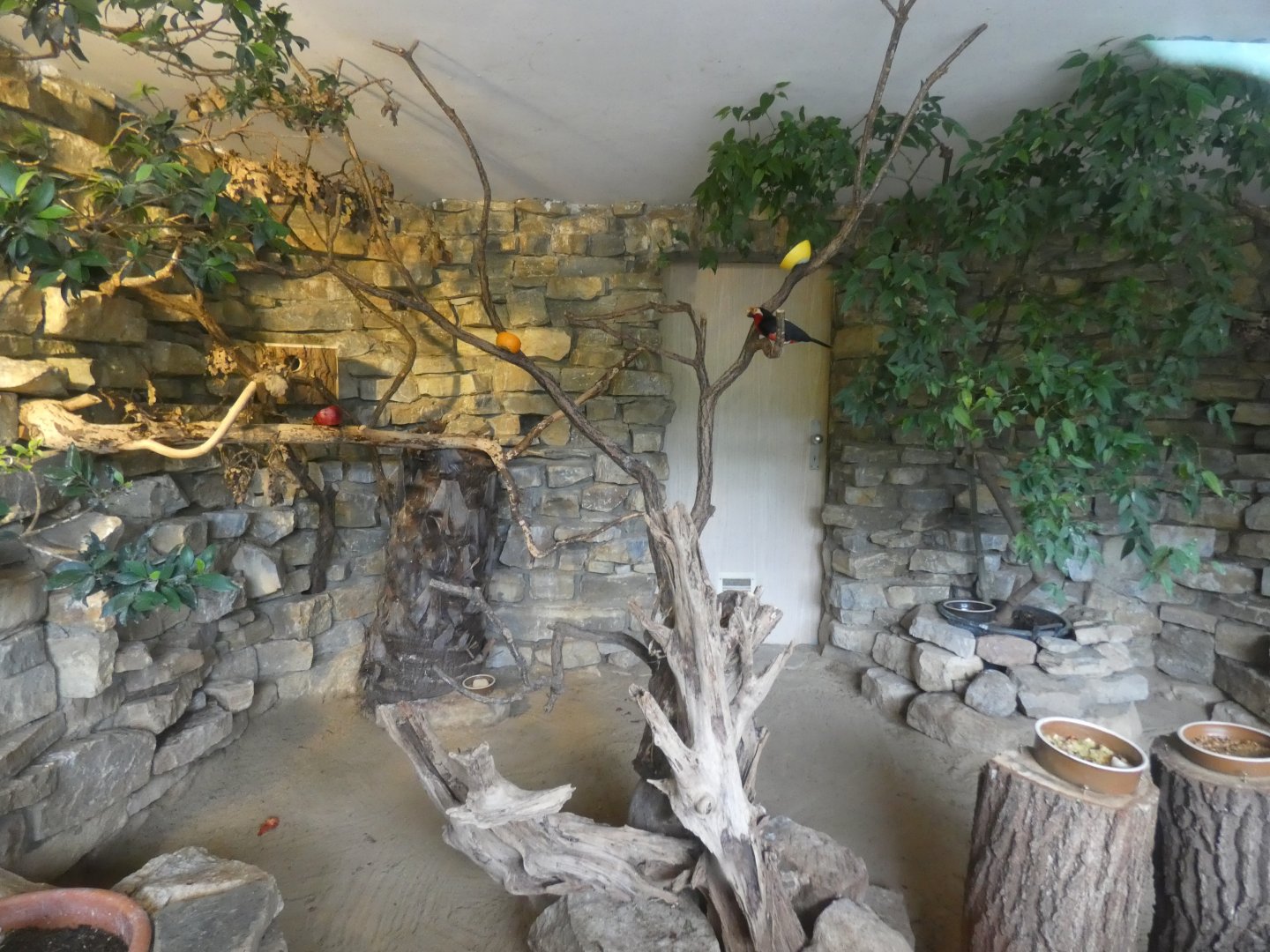 Bearded Barbet and Purple Glossy Starling indoors