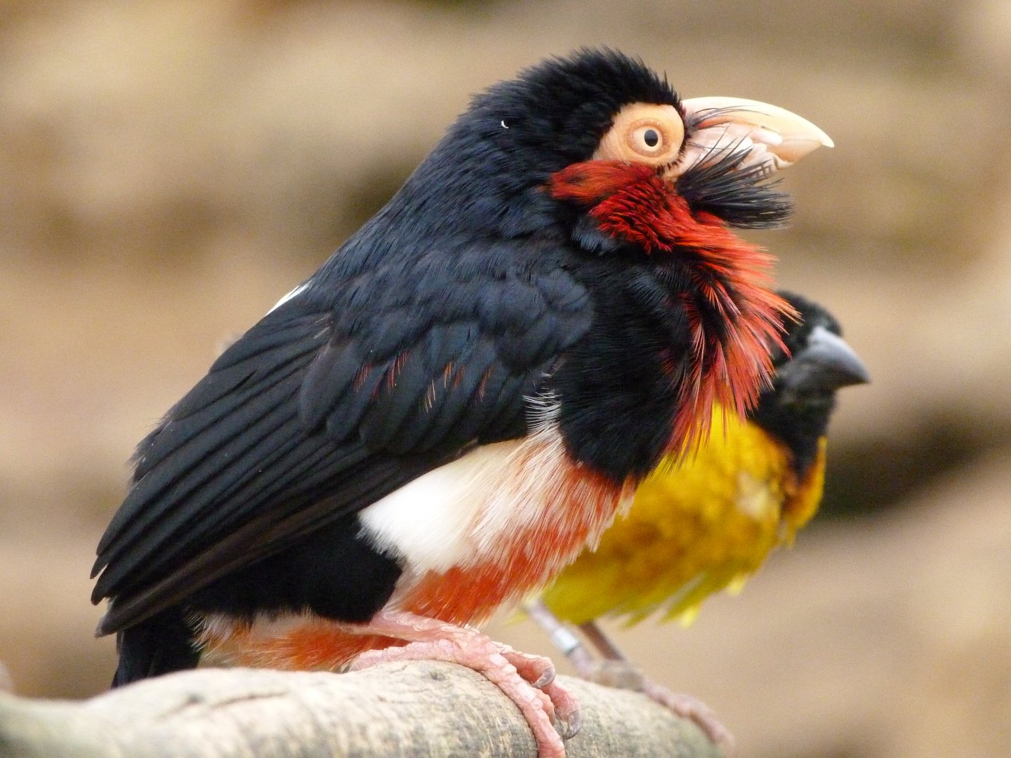 Bearded barbet and Village weaver -Bioparc de Doué la Fontaine (2025)