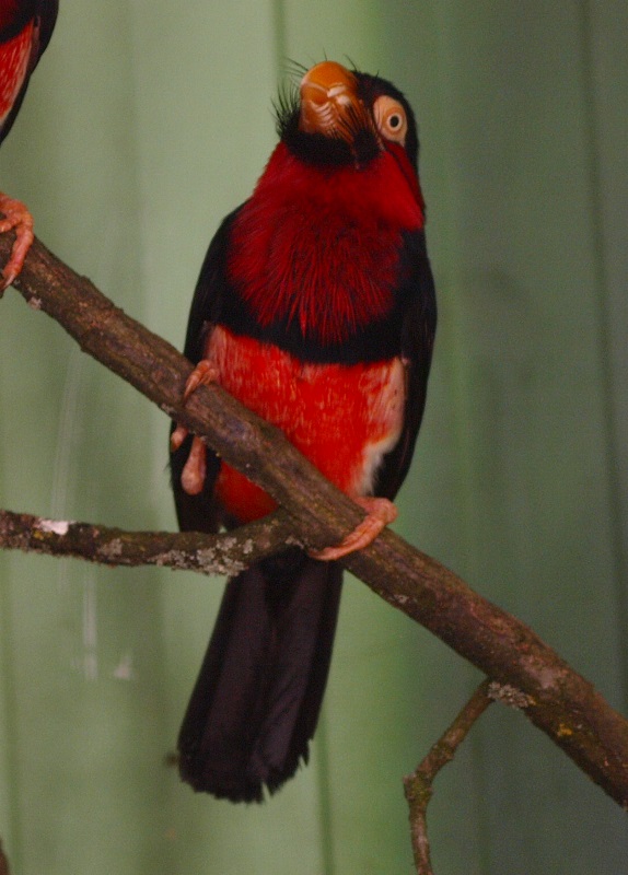 Bearded barbet (April 19th, 2015)
