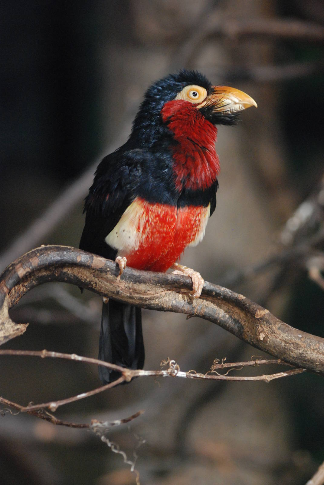 Bearded Barbet at London, 16/11/11