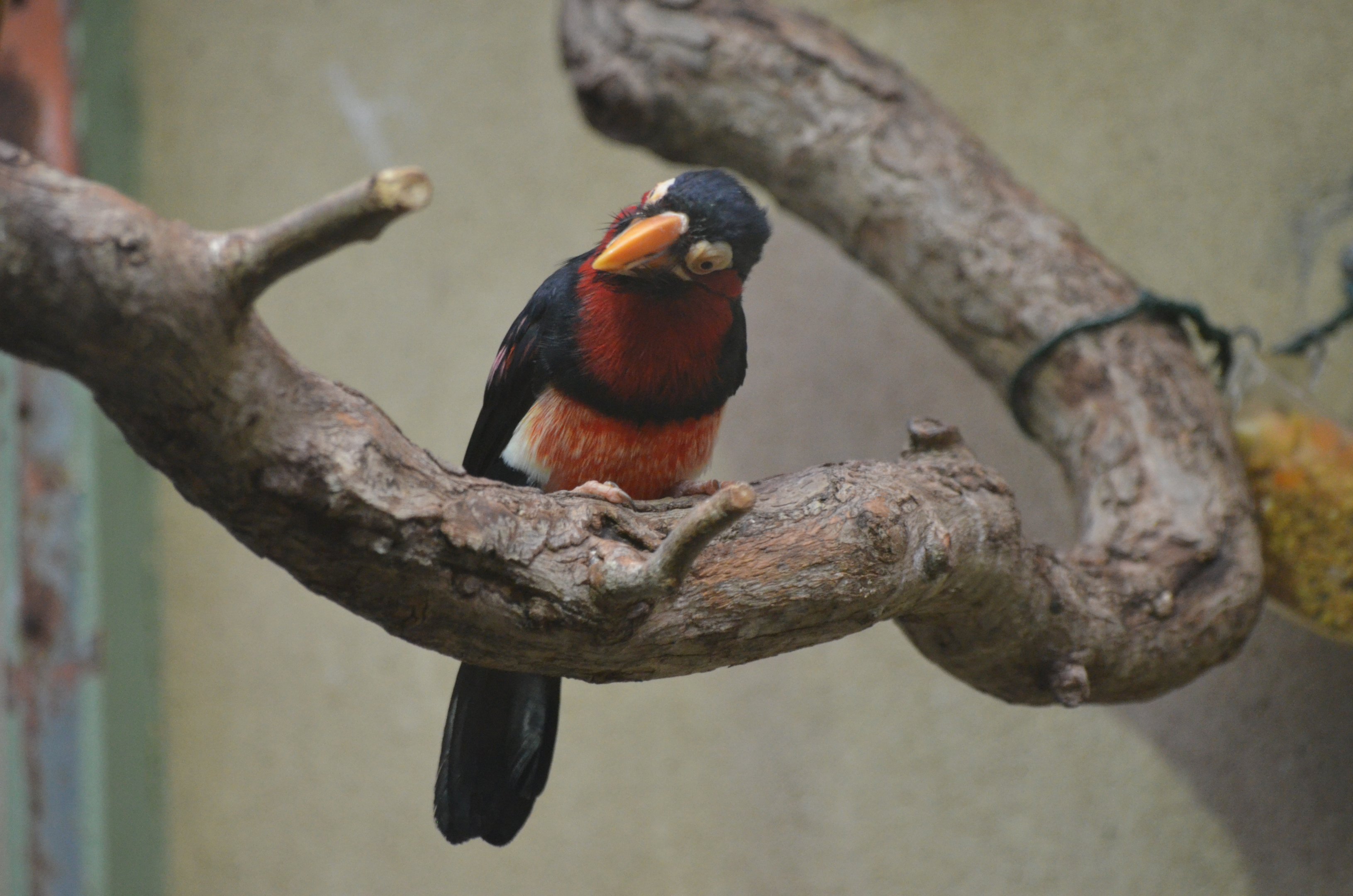 Bearded Barbet at Voliere Zurich (Mythenquai), 13/09/16