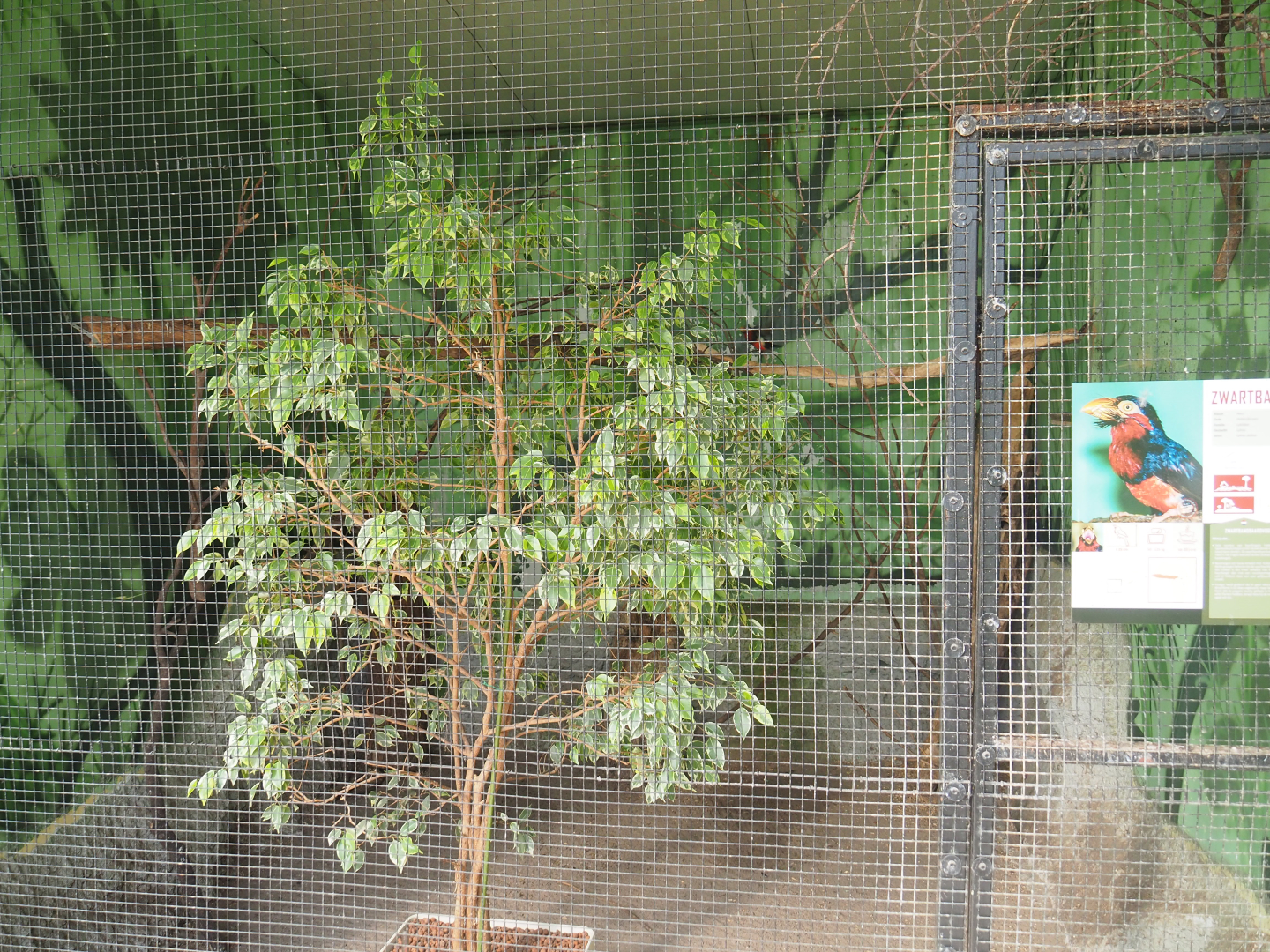 Bearded barbet aviary, 2019-08-04