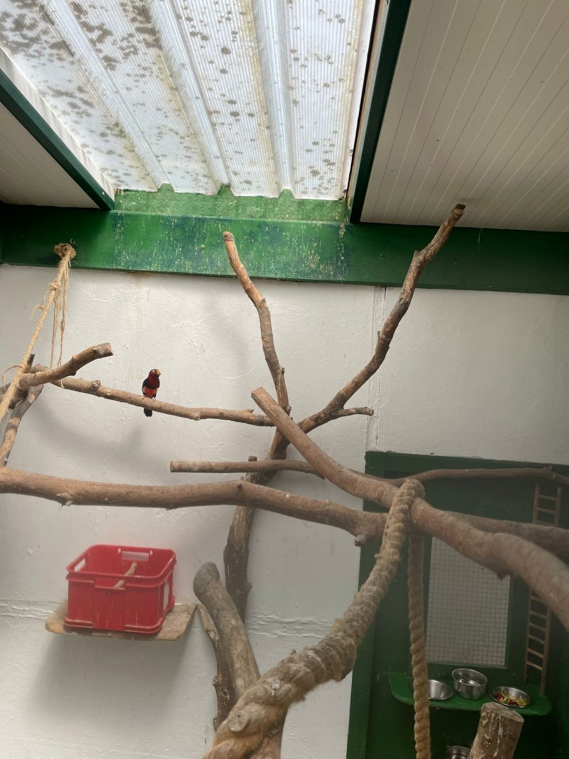 Bearded Barbet Aviary