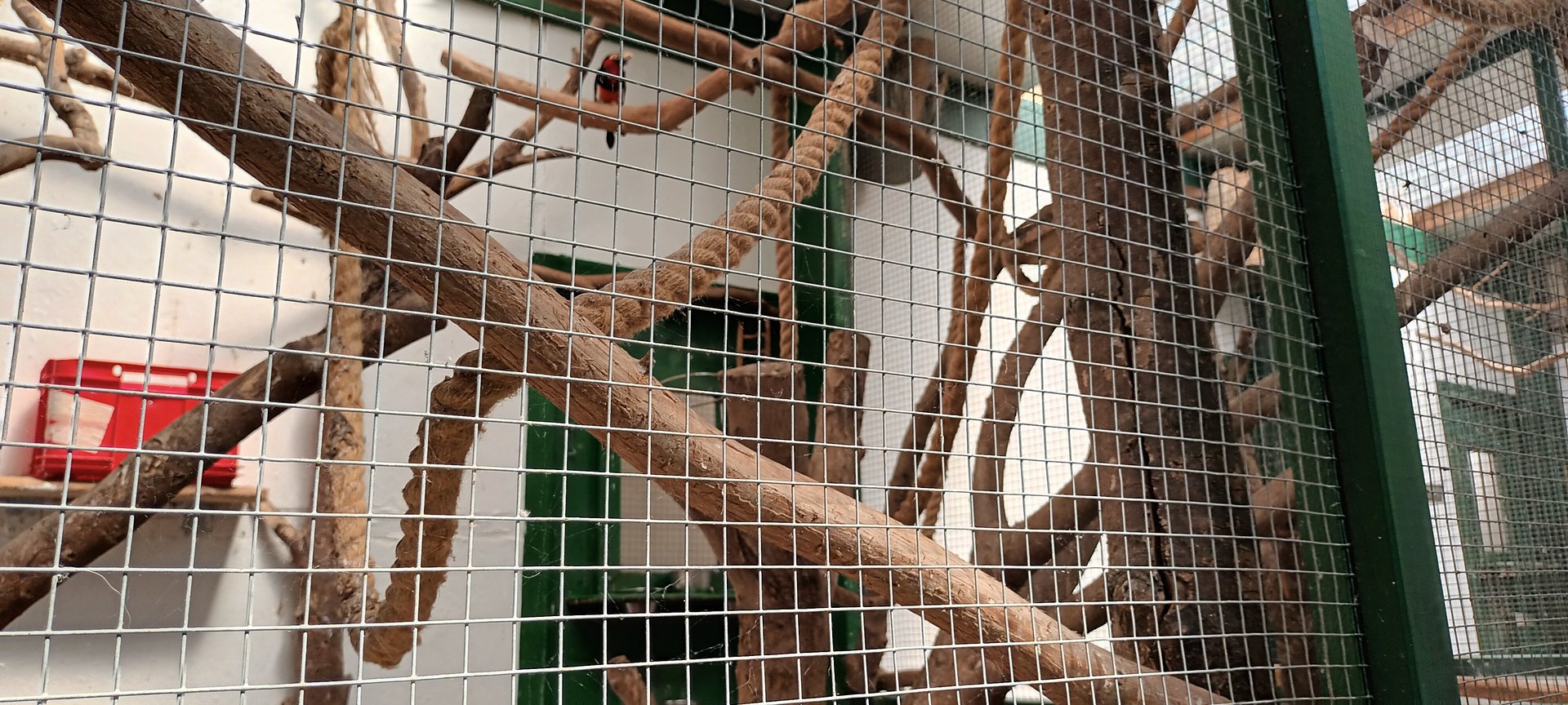 Bearded Barbet Aviary