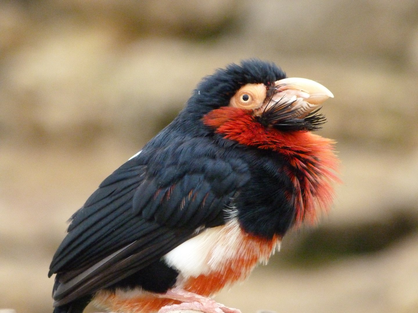 Bearded barbet -Bioparc de Doué la Fontaine (2025)