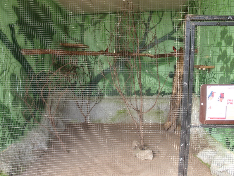 Bearded barbet cage (April 19th, 2015)