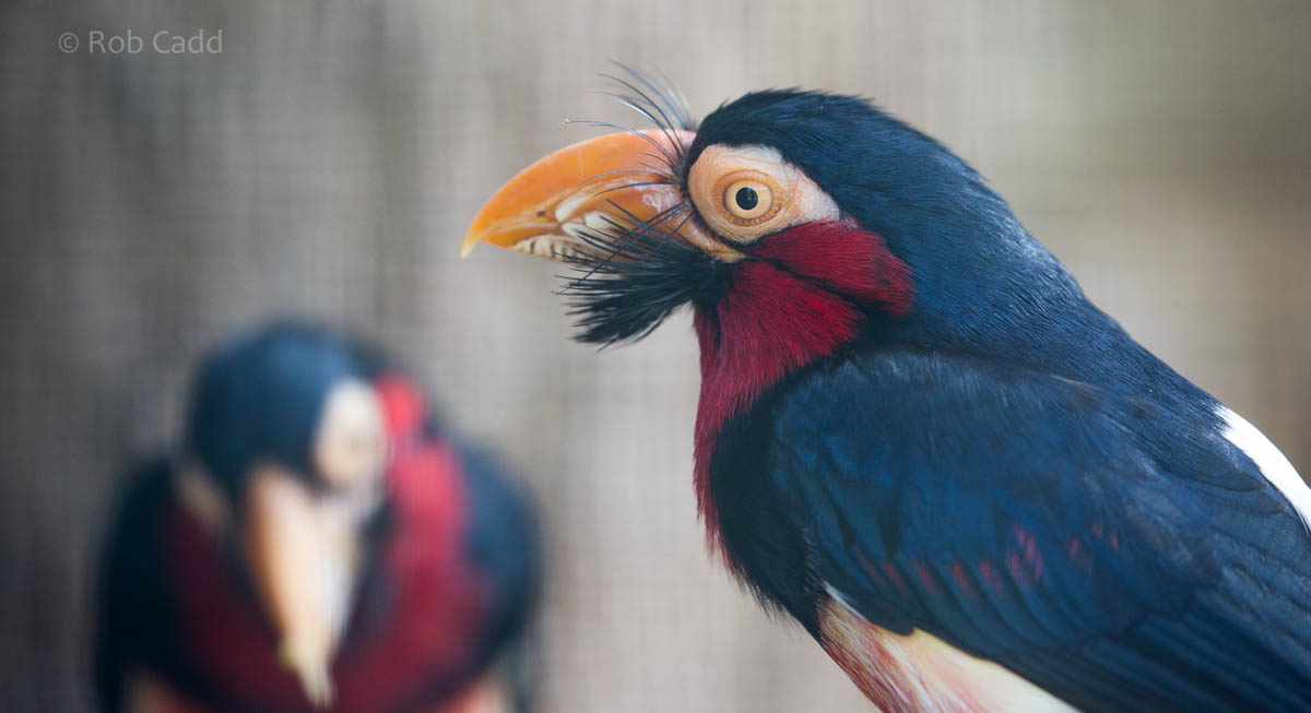 Bearded barbet : Cotswold WP : 12 Apr 2015