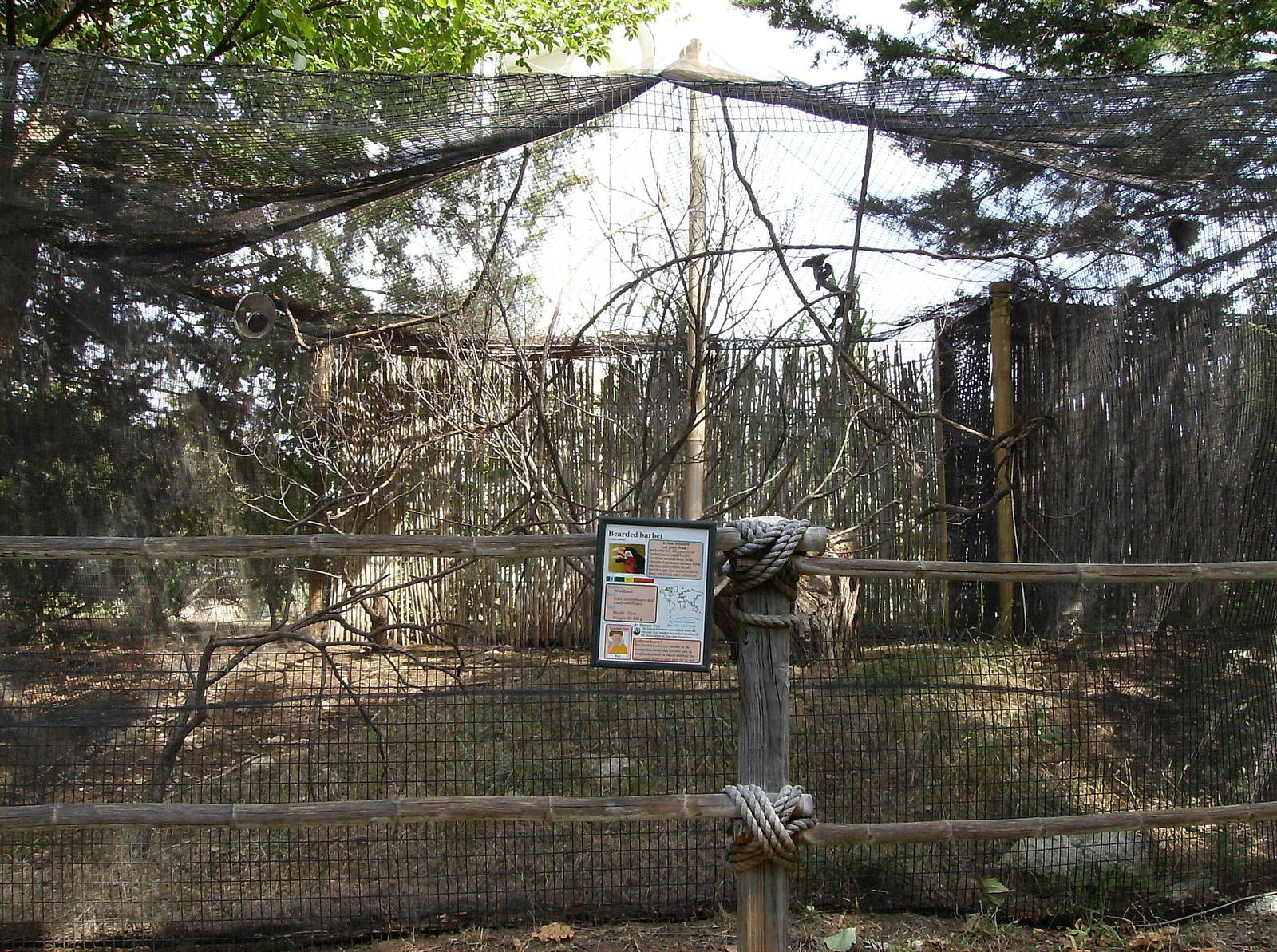 Bearded Barbet enclosure