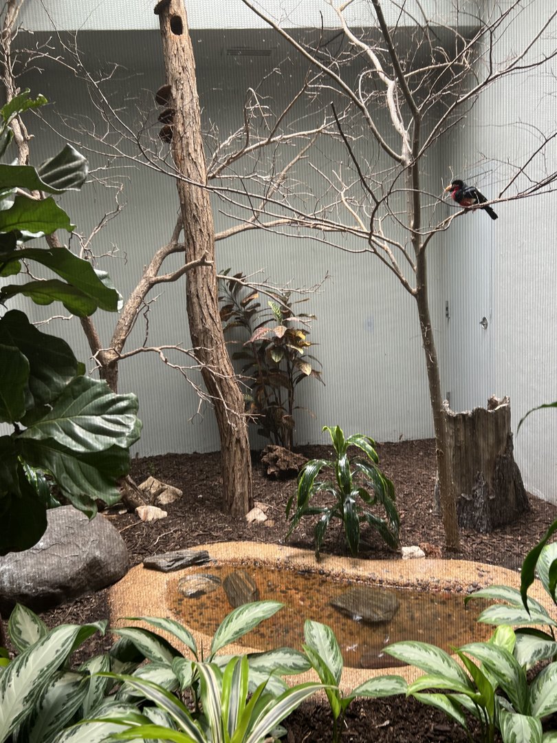 Bearded Barbet Exhibit