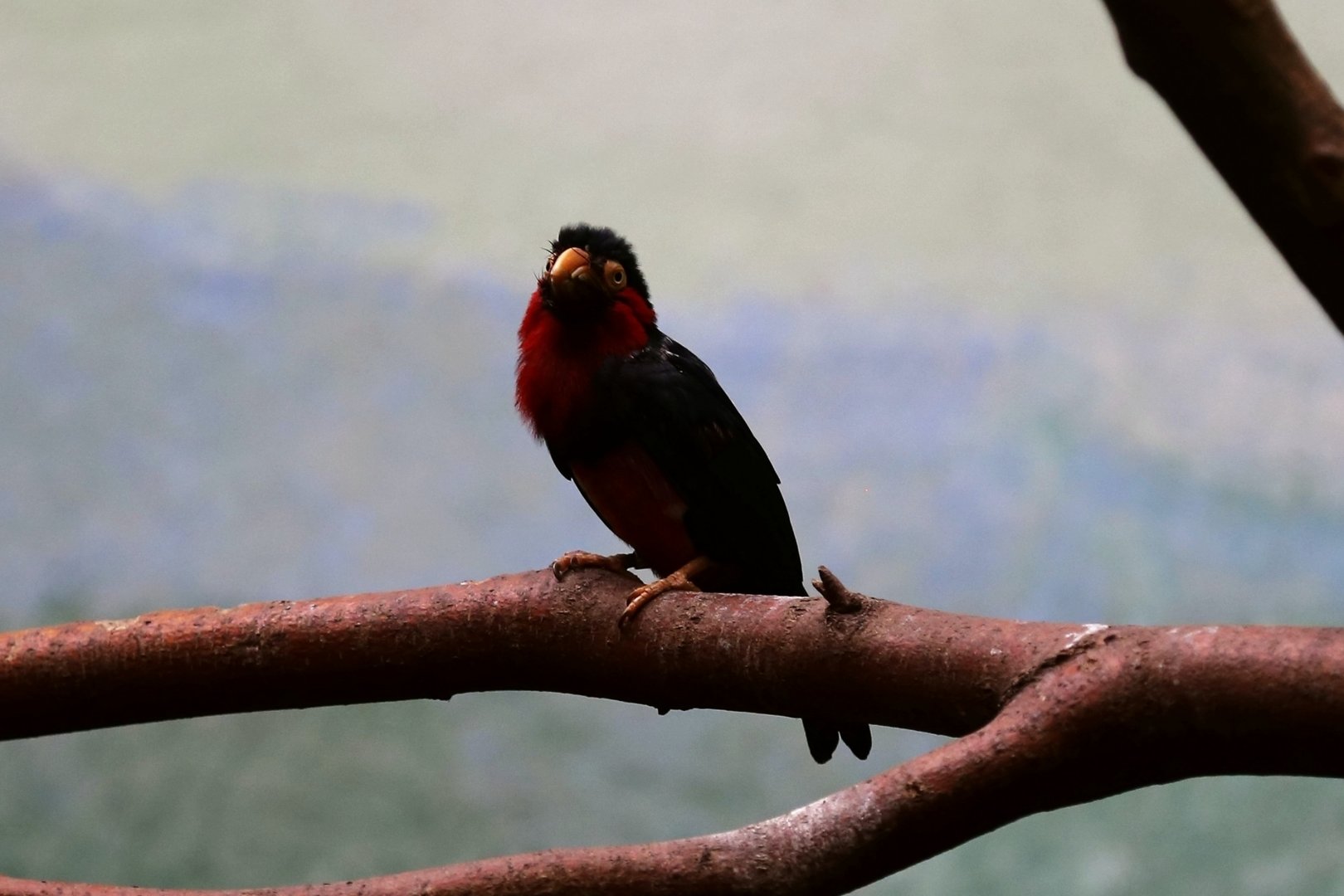 Bearded Barbet, July 2015