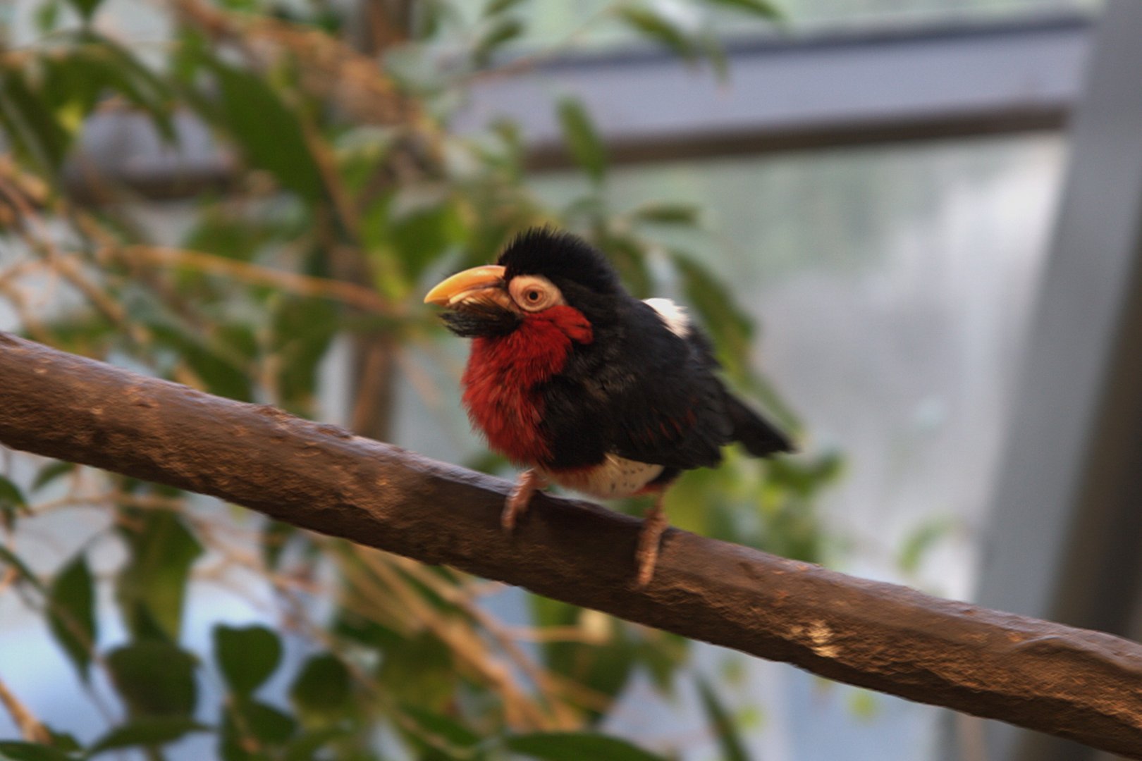Bearded Barbet (Lybius dubius), 09-09-25