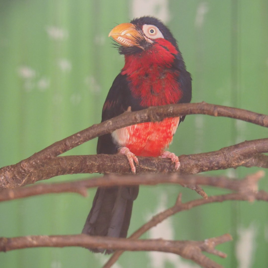 Bearded barbet (Lybius dubius), 2019-08-04