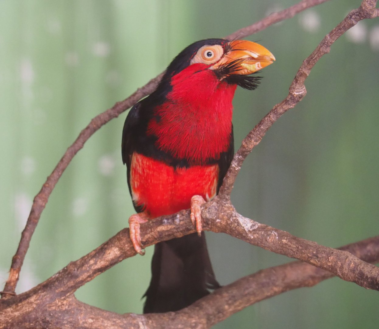 Bearded barbet (Lybius dubius), 2019-08-04