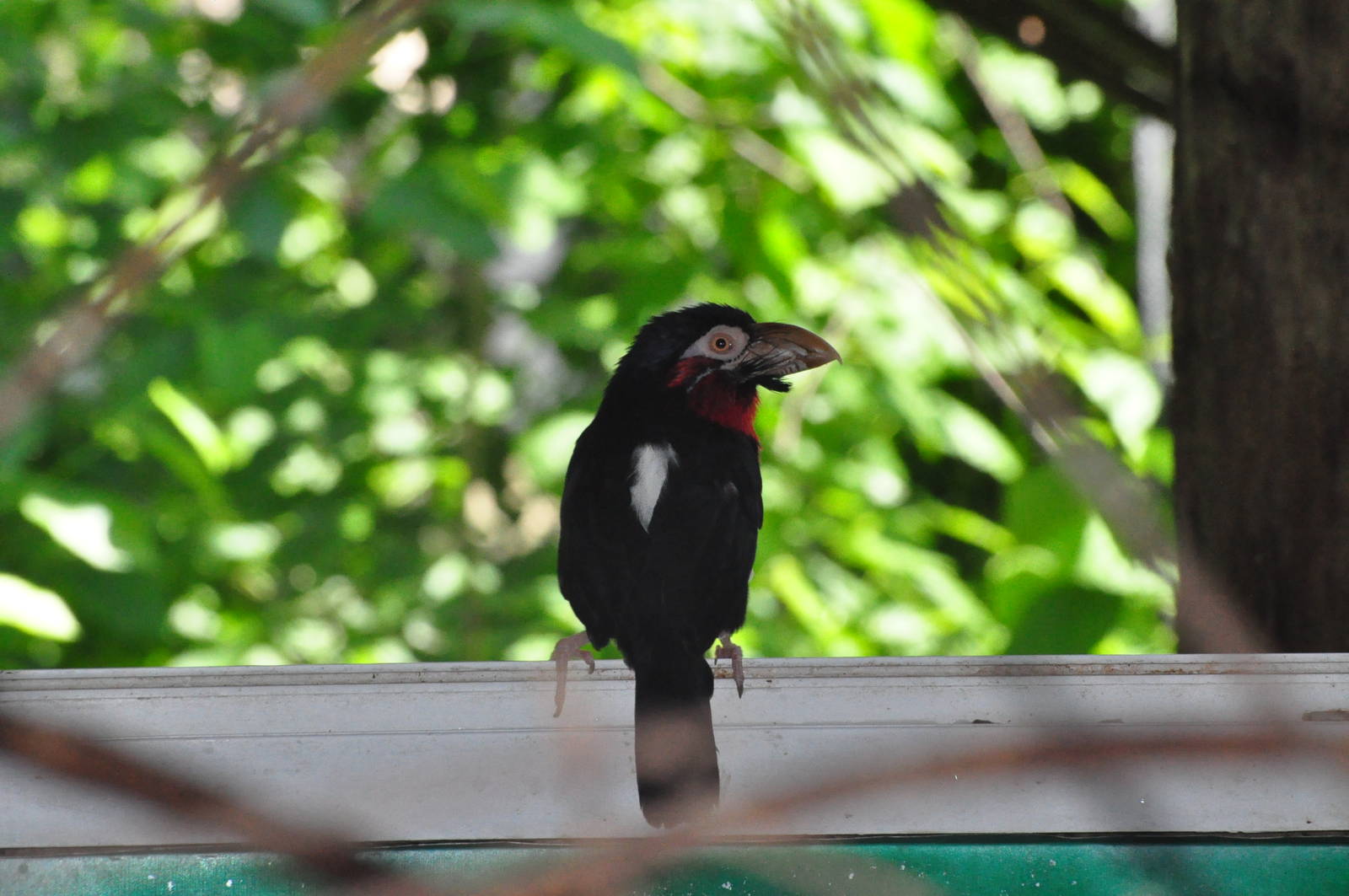 Bearded barbet/ Lybius dubius