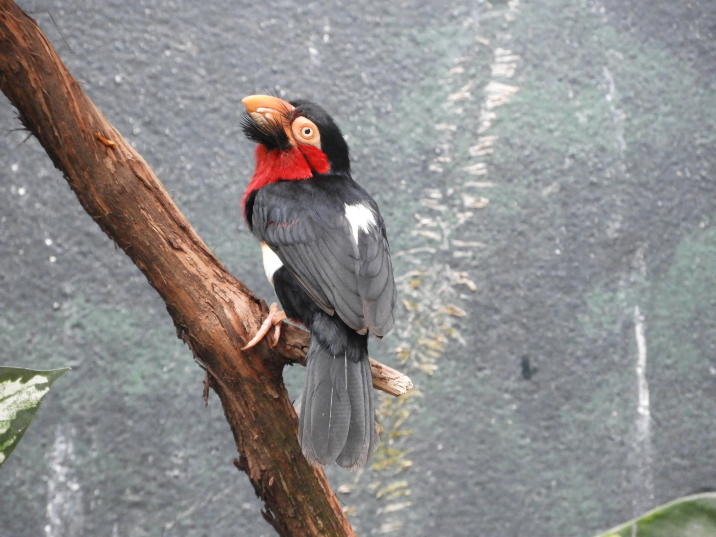 Bearded Barbet (Lybius dubius)