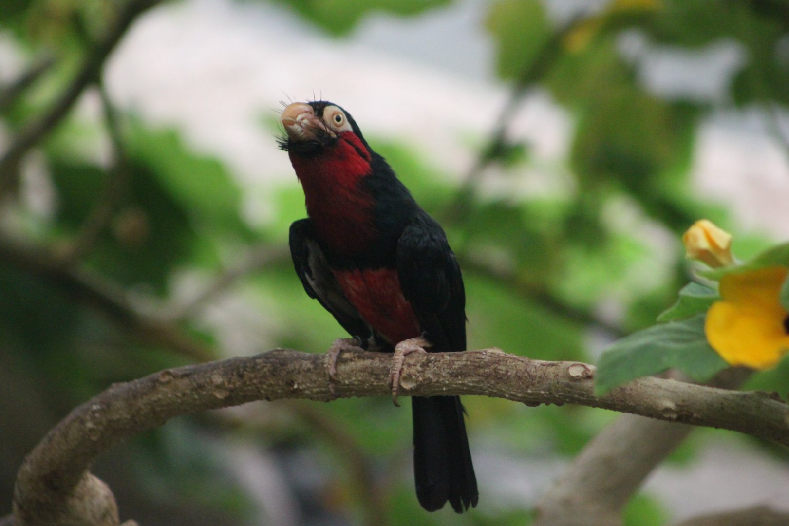 Bearded barbet (Lybius dubius)