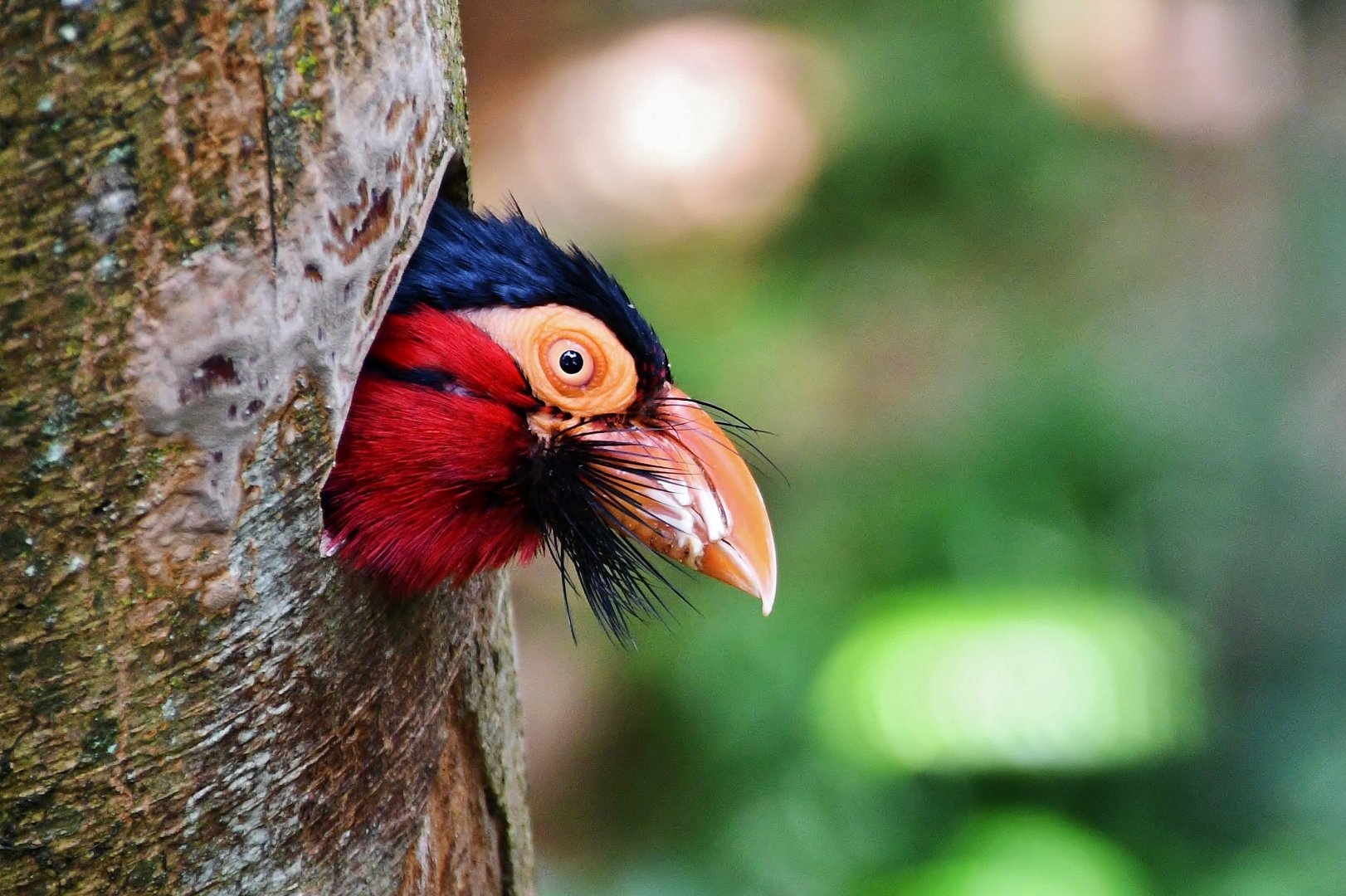 Bearded Barbet (Lybius dubius)