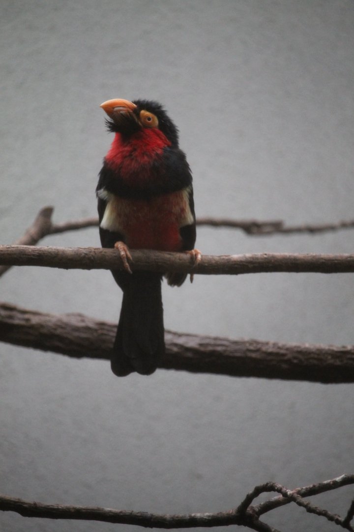 Bearded barbet (Lybius dubius)