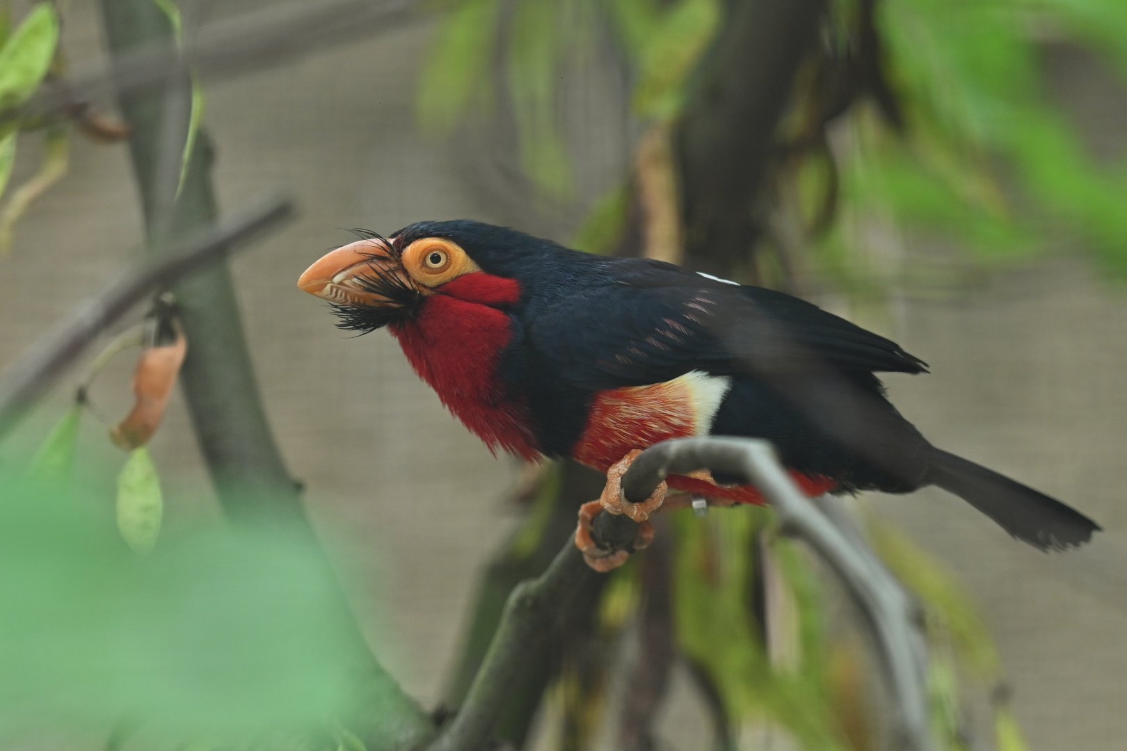 Bearded Barbet Lybius dubius