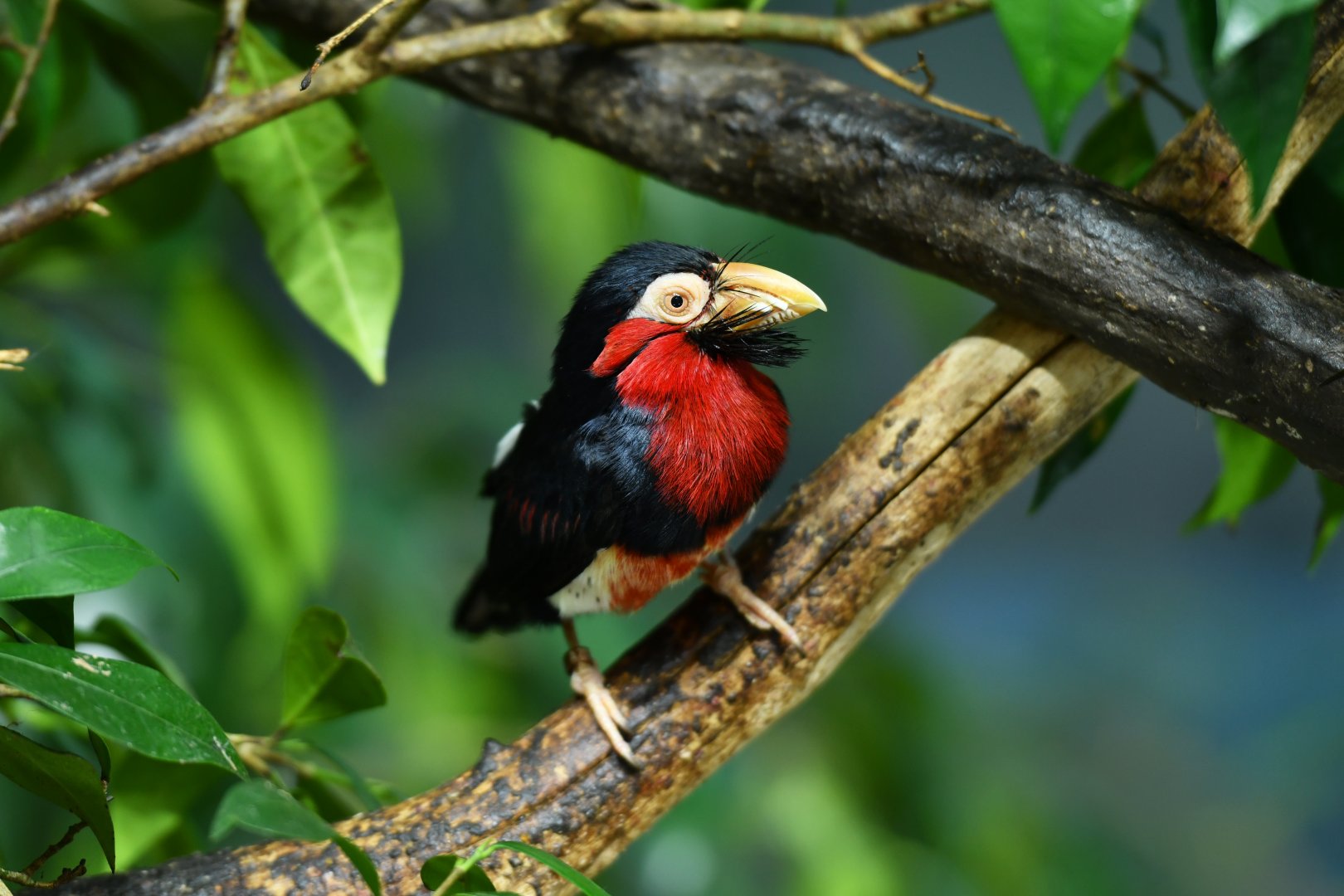 Bearded barbet Lybius dubius