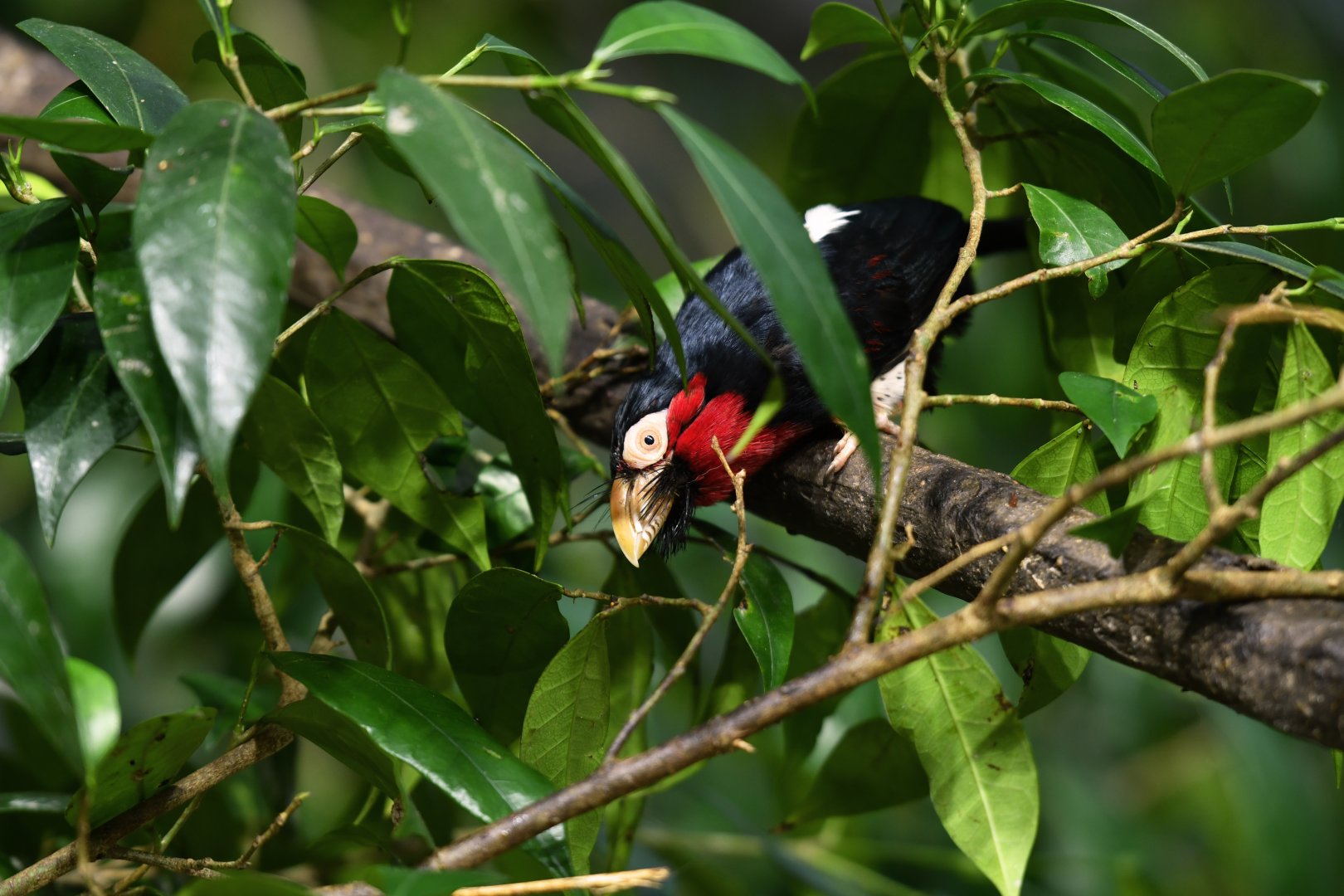 Bearded barbet Lybius dubius