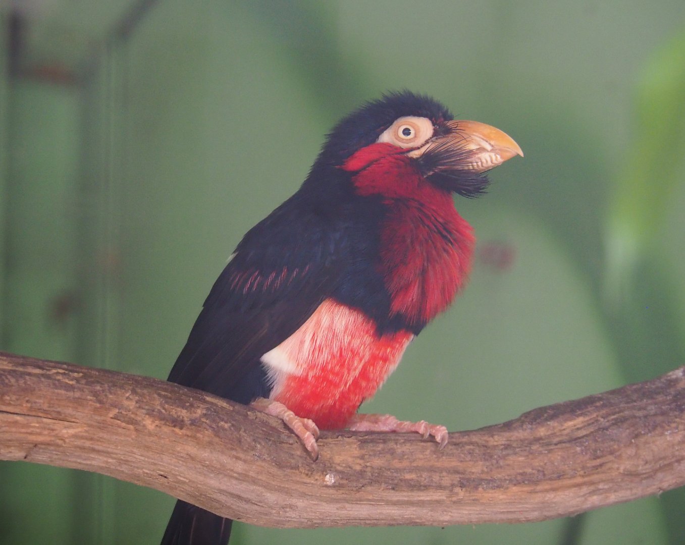 Bearded barbet (Pogonornis dubius), 2020-06-20