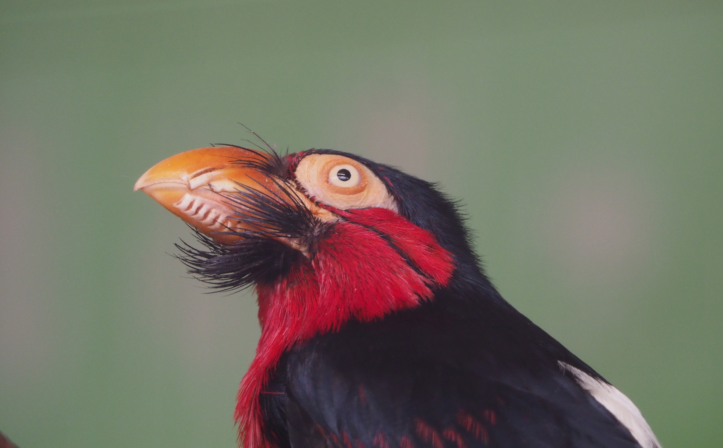 Bearded barbet (Pogonornis dubius), 2021-06-15